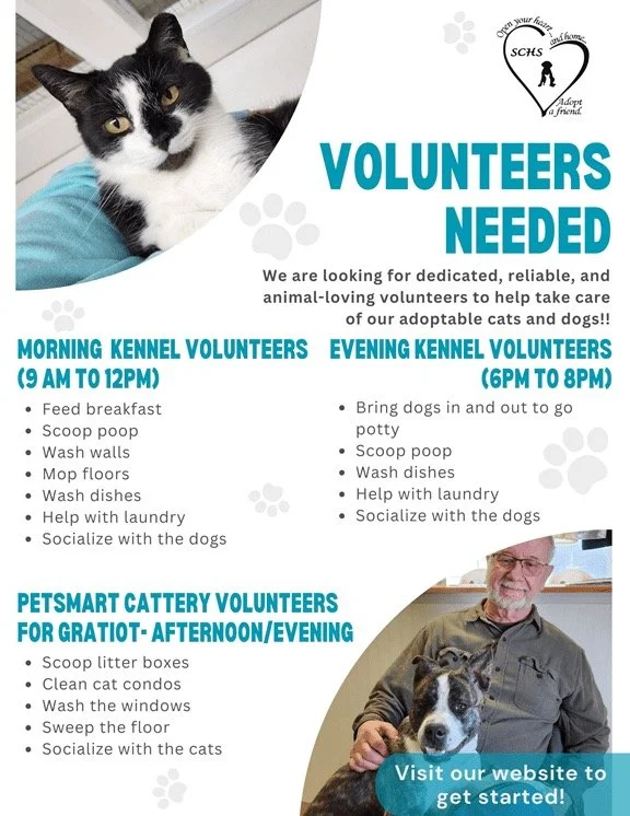 A flyer seeking volunteers for a pet shelter features a black and white cat in the top left corner and a photo of a person with a dog in the bottom right corner. The flyer lists volunteer duties for morning, evening, and pet care tasks, with the shelter's logo and a website link.