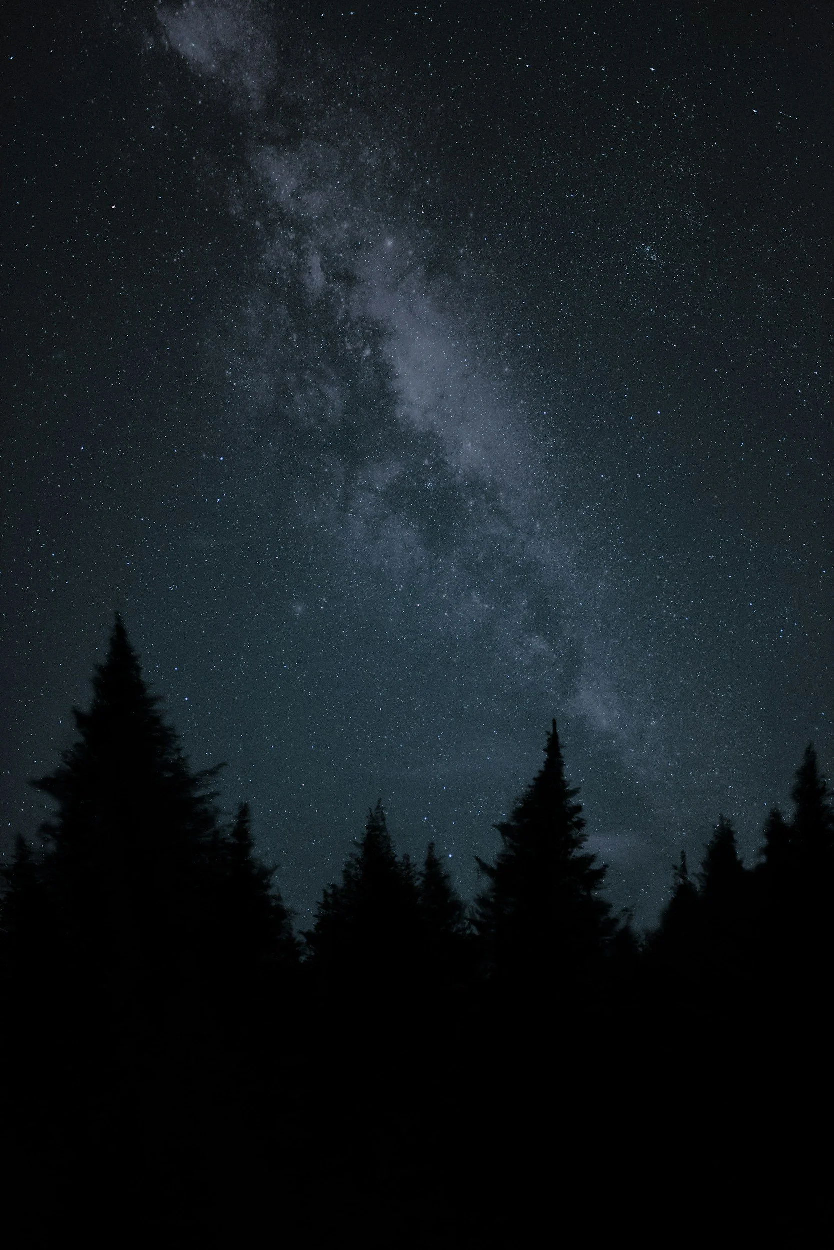 Night sky filled with stars and the Milky Way galaxy visible overhead, with silhouettes of tall pine trees at the bottom.