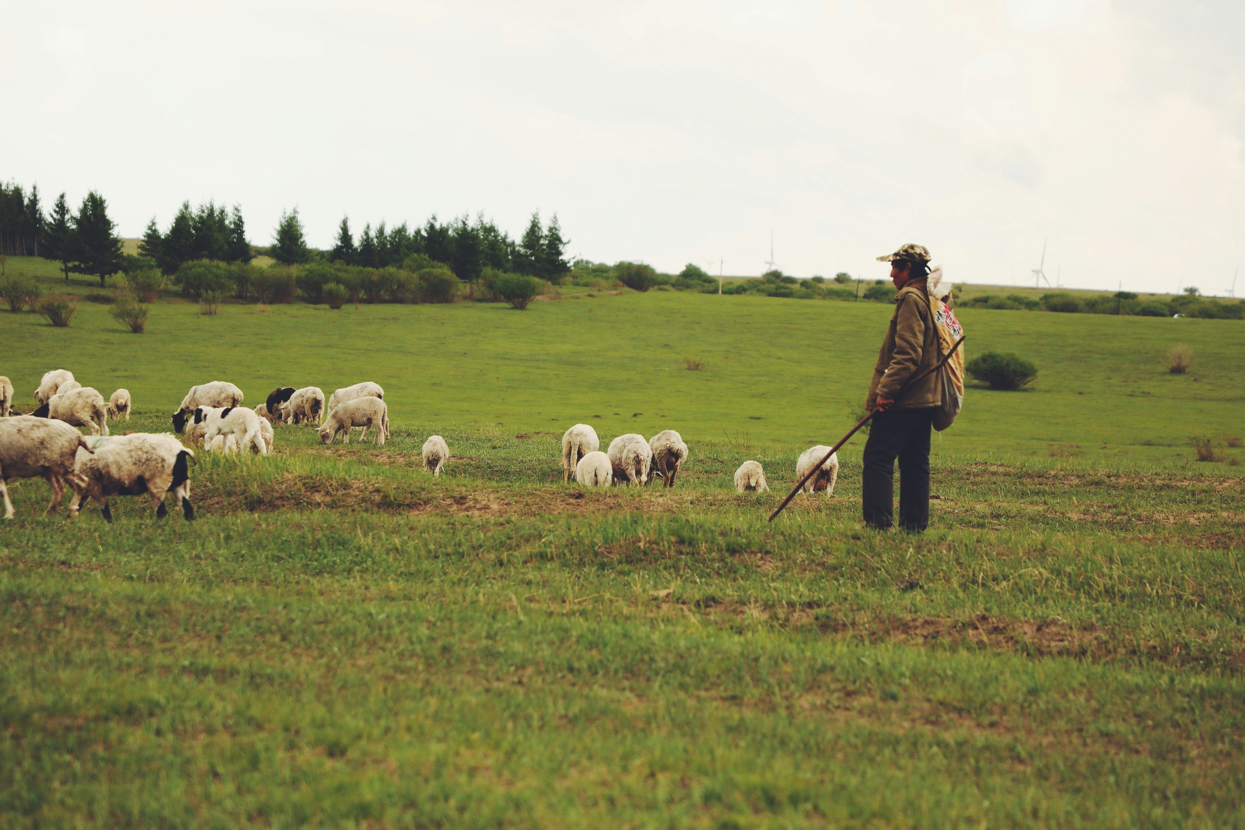 The Shepherd of the Wild: Good Shepherd Sunday