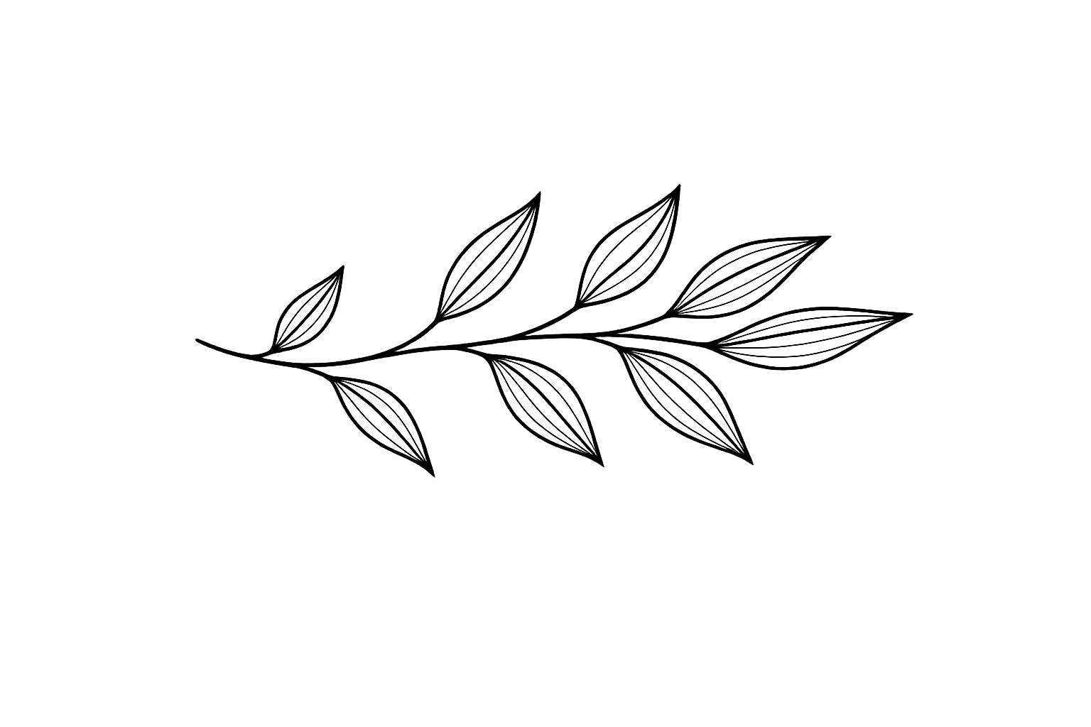 A black and white line drawing of a branch with nine elongated leaves, alternating on either side of the stem.