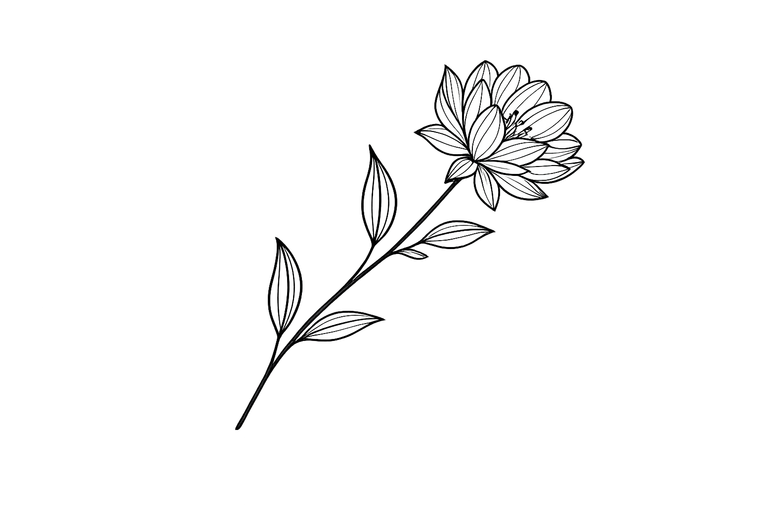 Black and white line drawing of a flower with multiple petals and leaves on a long stem.