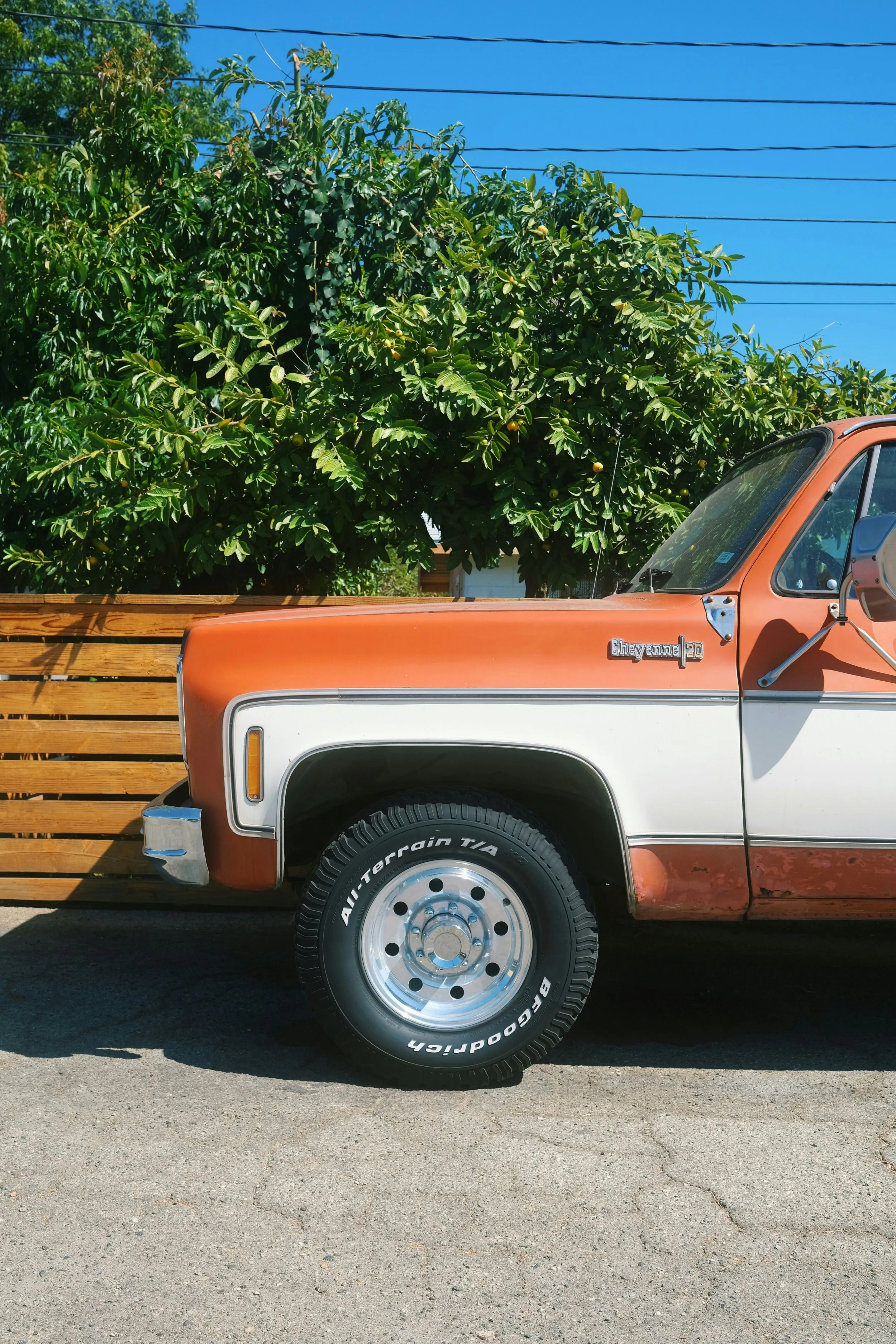 A partial view of an old, two-tone orange and white Chevrolet Cheyenne pickup truck parked in front of a wooden fence and a large green leafy tree with a clear blue sky in the background.