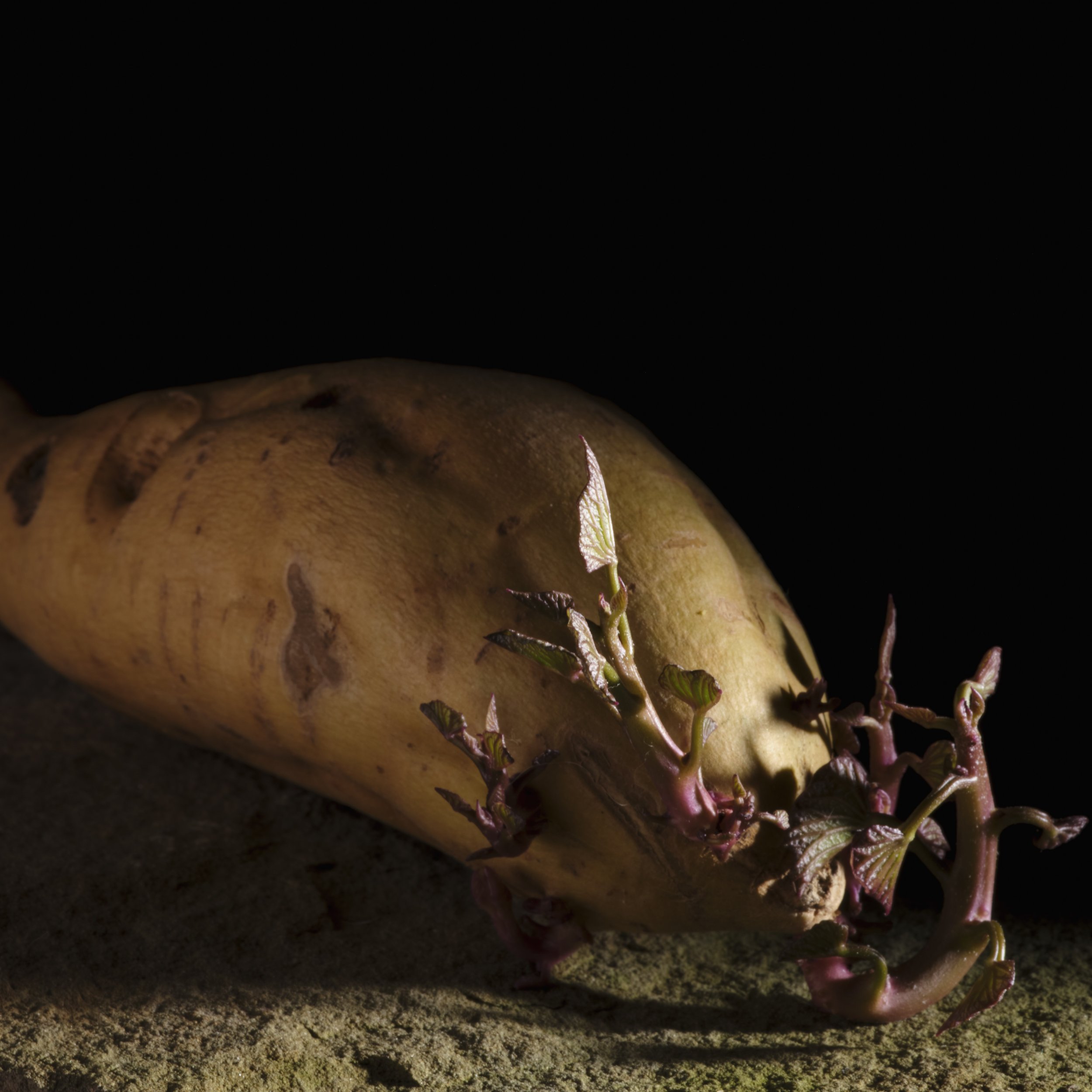 DSCF013903.13.2026 Potato.jpg
