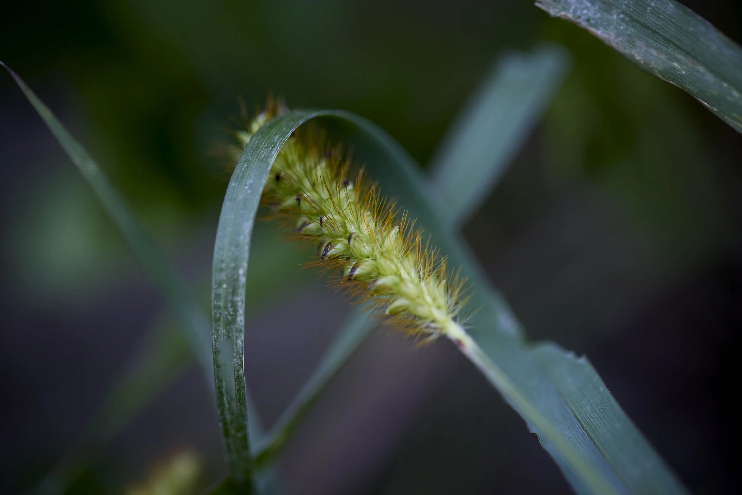 IMG_001903.13.2026 Rising Grass Seed.jpg