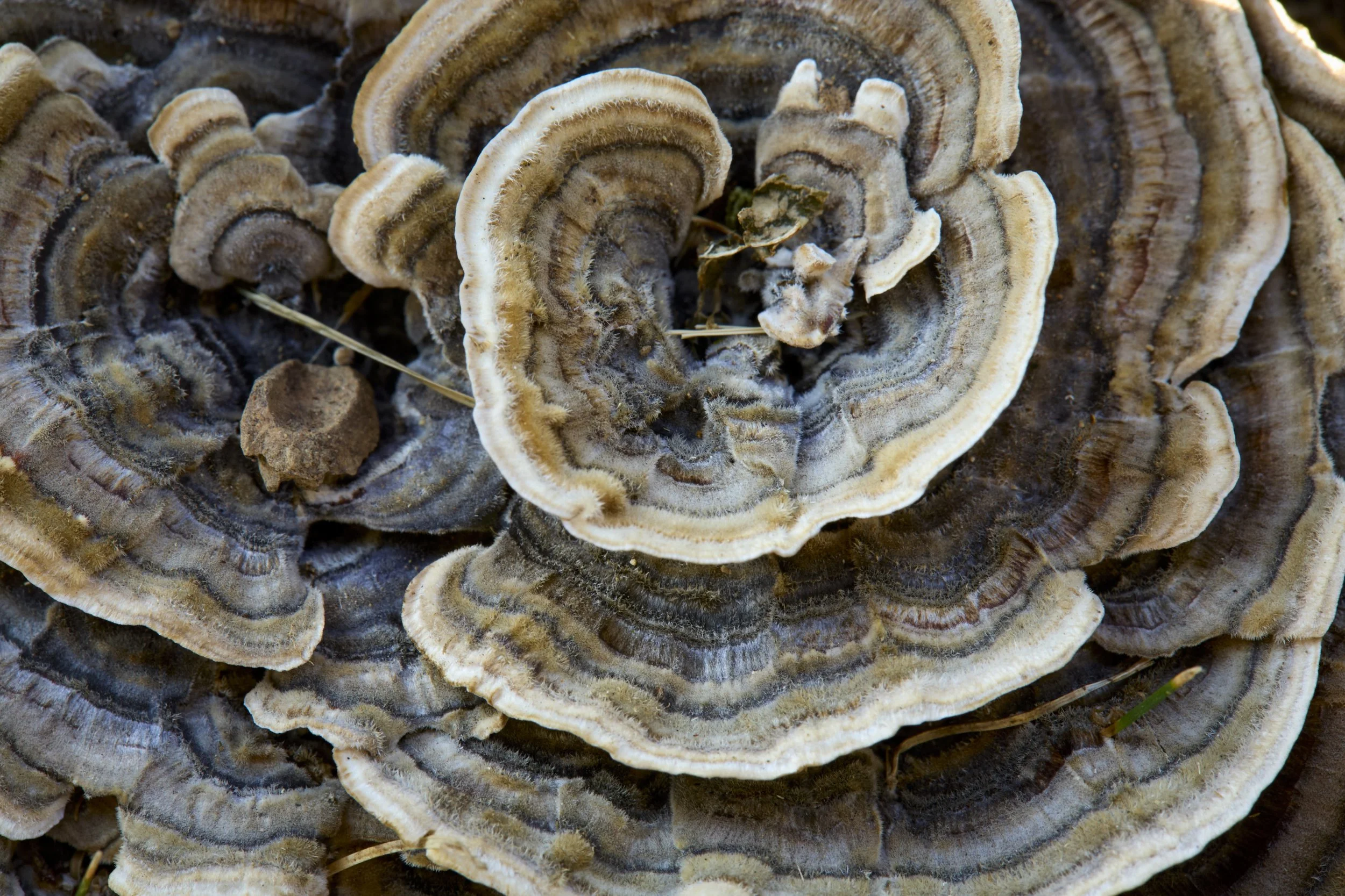 IMG_004203.13.2026 Ground Fungus Macro.jpg
