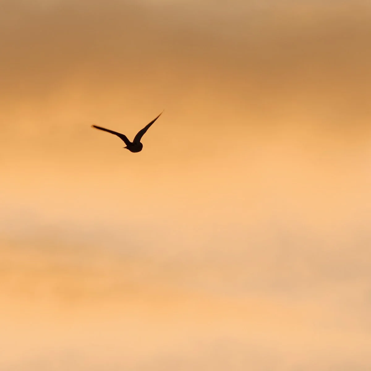Lintu lentää taivaanrantaa vasten auringonlaskussa.