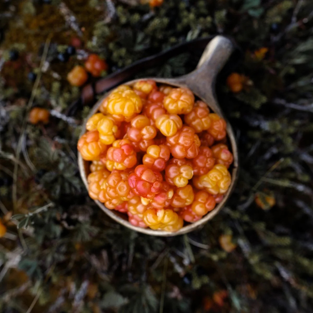 Koristeelliset oranssit ja keltaiset marjat kaukalossa luonnollisessa ympäristössä.