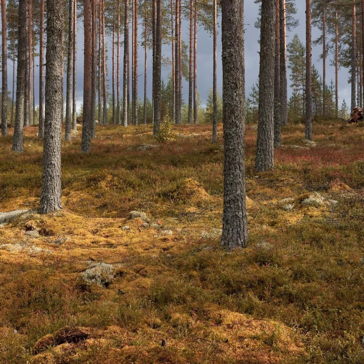 Mäntymetsää Louven erämökin ympäristössä Ylikiimingissä Oulussa