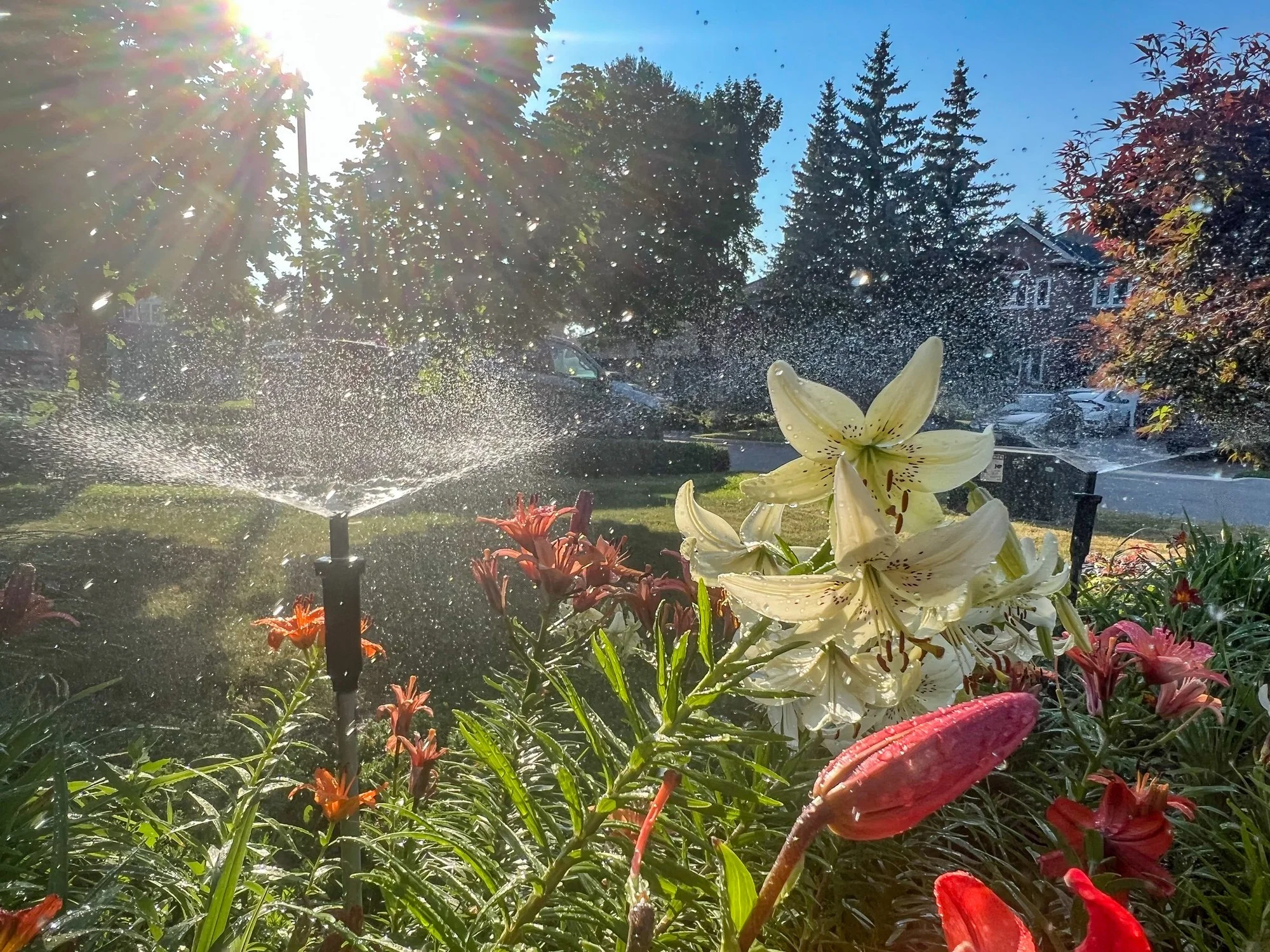 Sunlight shines over a garden with blooming white lilies, orange and pink lilies, and a sprinkler spraying water, with trees, cars, and houses in the background.