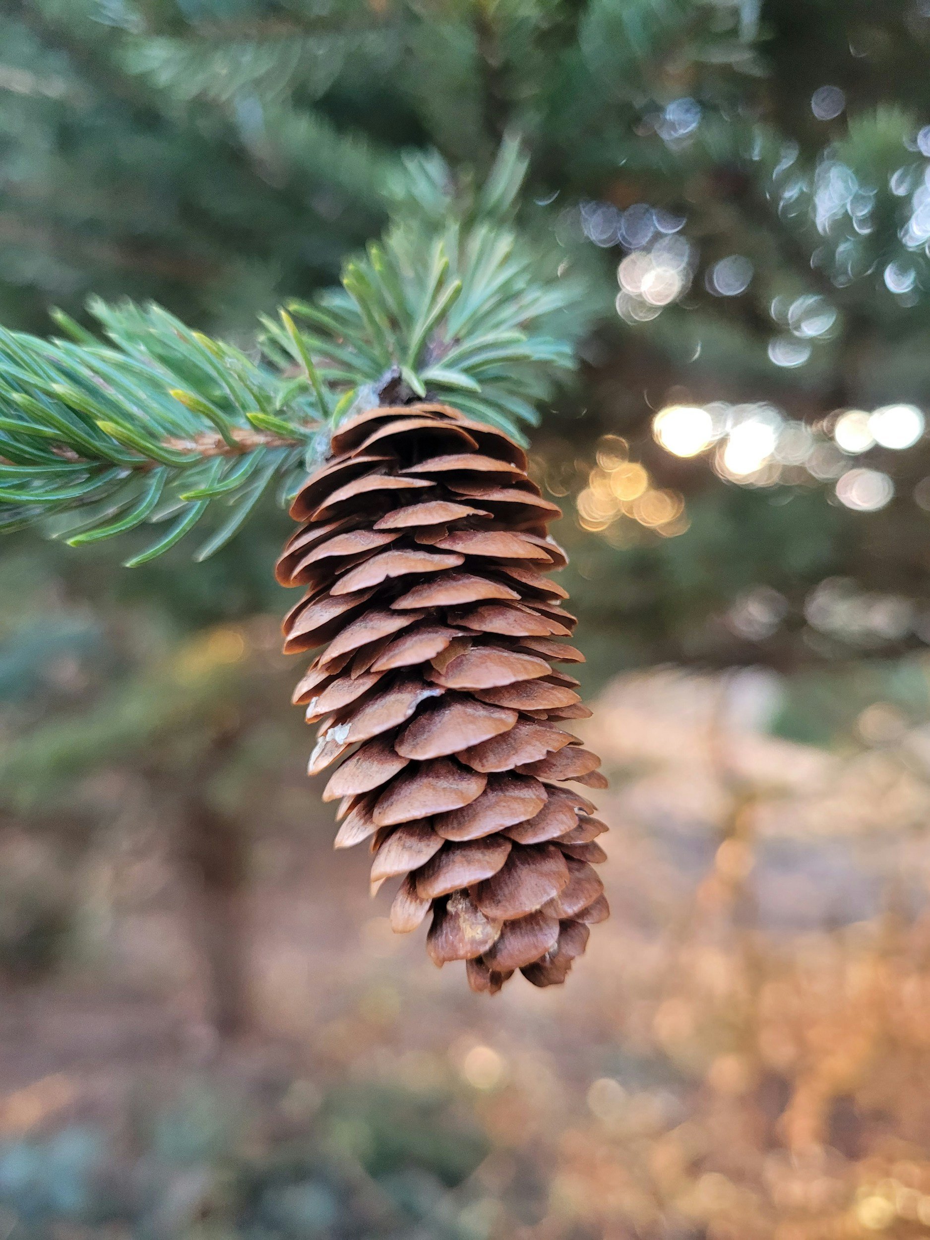 Close-up of a pine cone hanging from an evergreen tree branch.