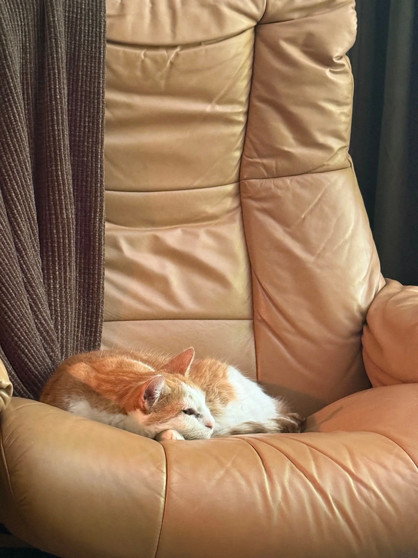 Earl has completed today&rsquo;s emotional processing.
His treatment plan consisted of:

* One comfy chair
* Zero responsibilities
* A professionally supervised nap

#OfficeCat #EarlTheCat #TherapyCats #TherapistLife #MentalHealth #RestIsProductive #
