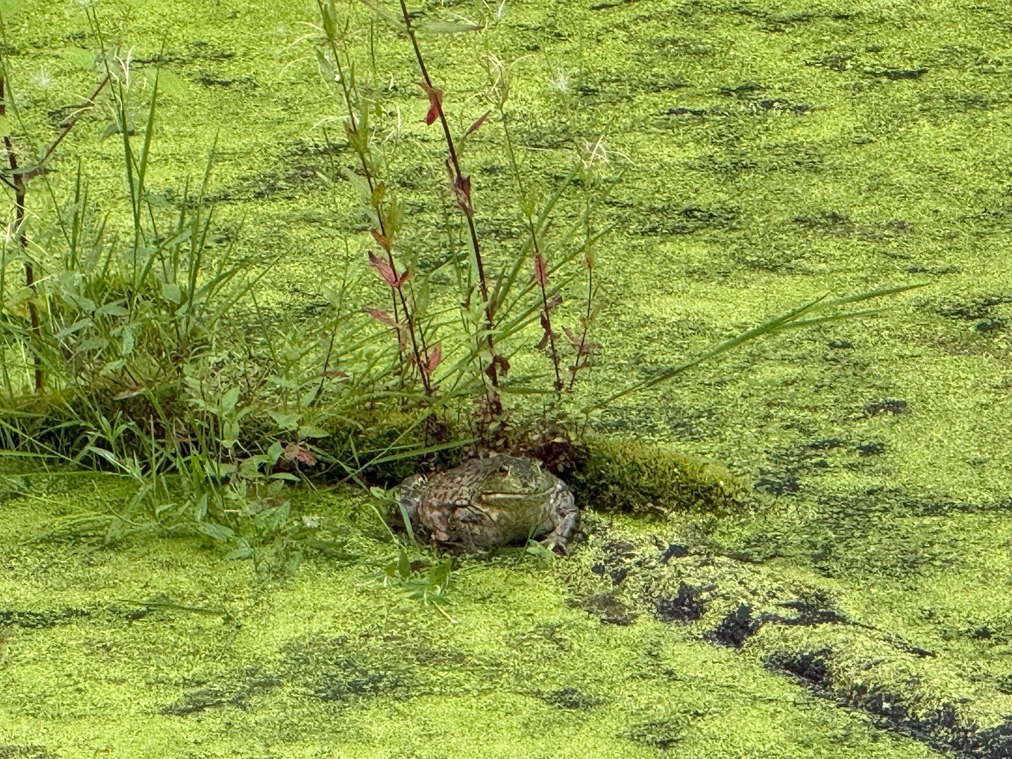 Meet our newest intern.
Excellent listener.
Very calm presence.
Refuses to complete documentation. 🐸