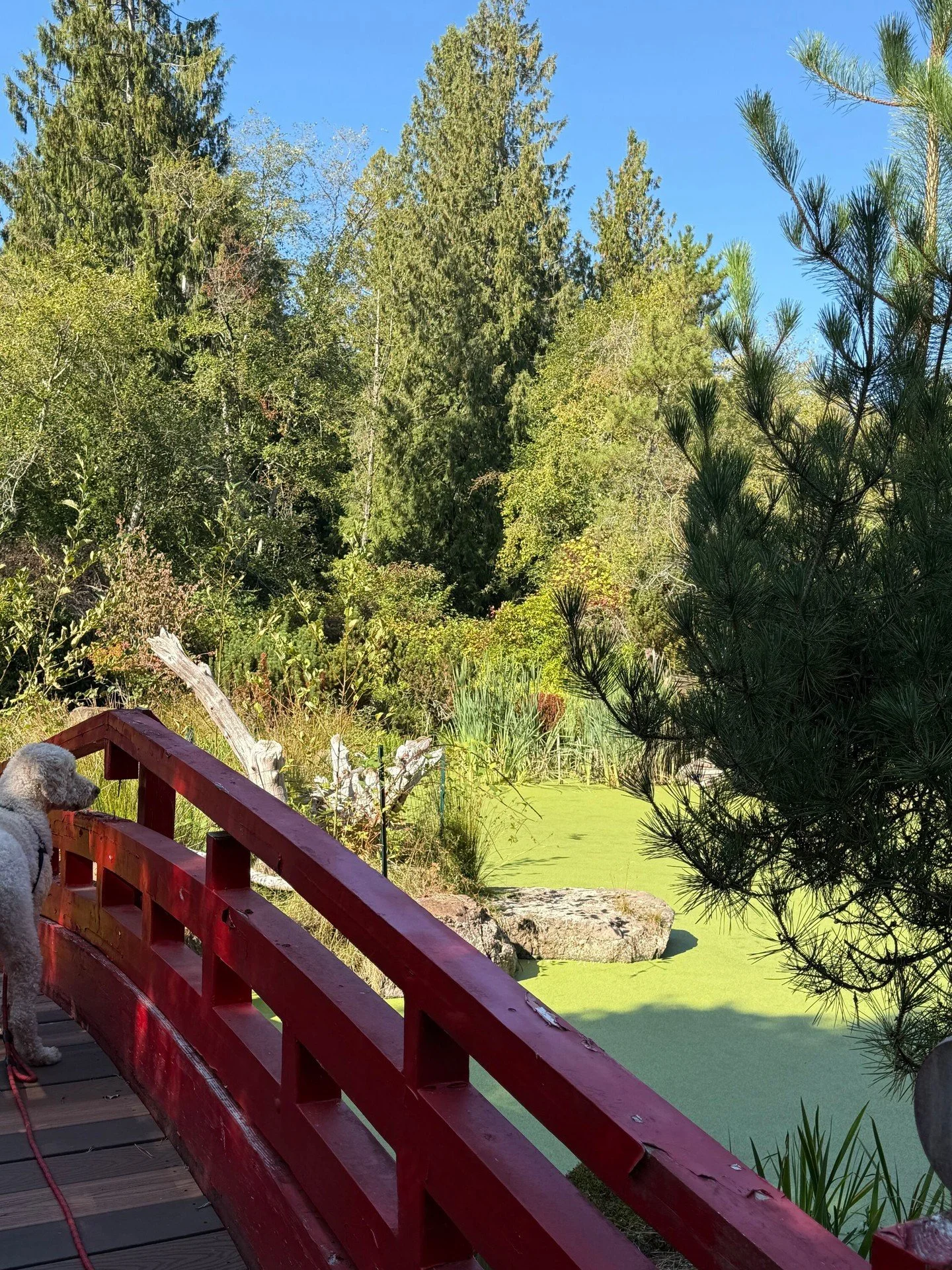 A ridiculously beautiful September afternoon at NWMHA.

Ducks on the pond, sunshine through the trees, and Oliver conducting a very serious bridge inspection.

We spend a lot of time talking about hard things around here. It&rsquo;s nice to notice th
