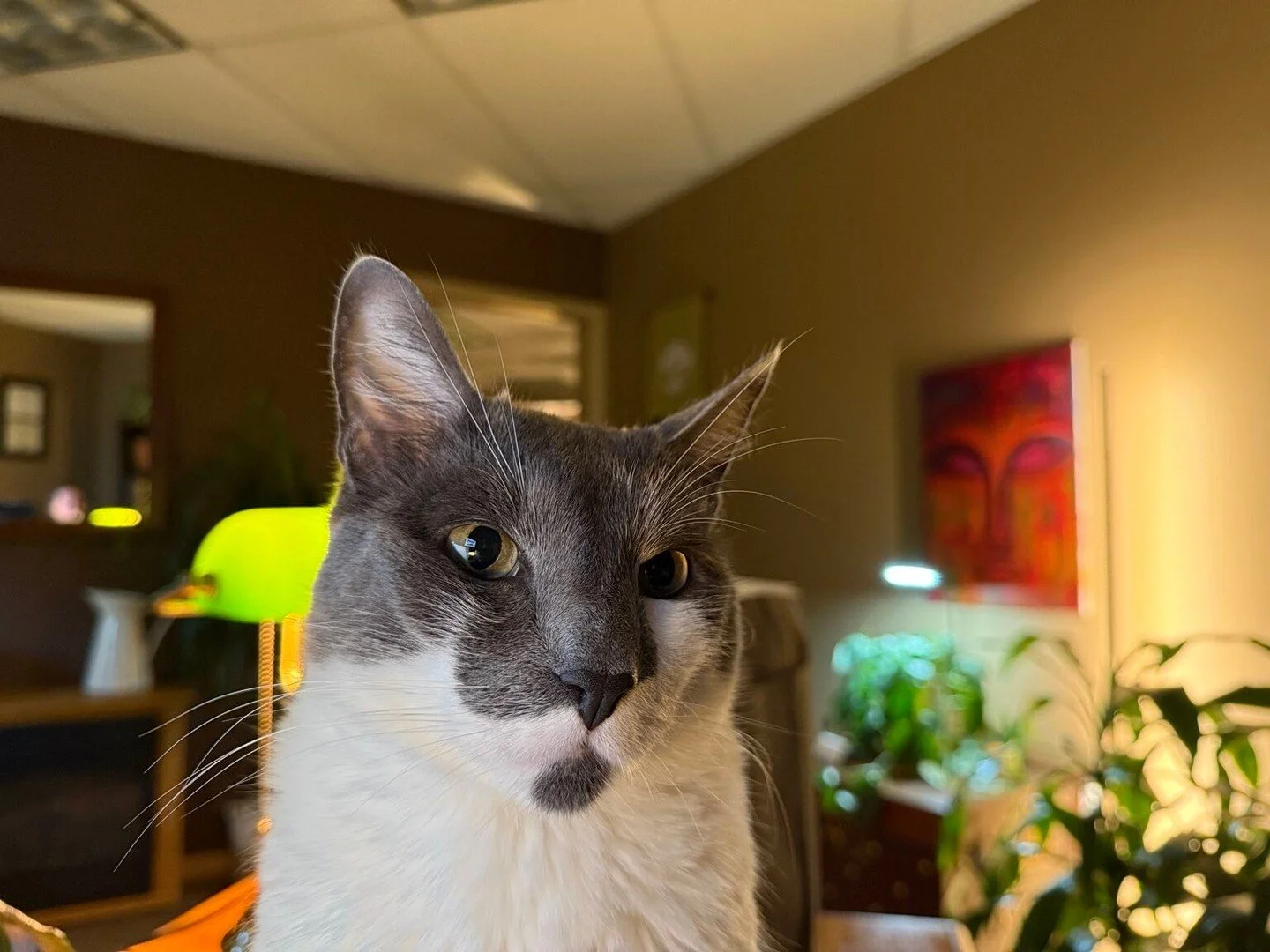 Grey would like everyone to know that he is available for emotional support, clinical consultation, and quietly judging your coping skills.

He may stare at you from across the room at no additional charge but he's more likely to be in your lap forci