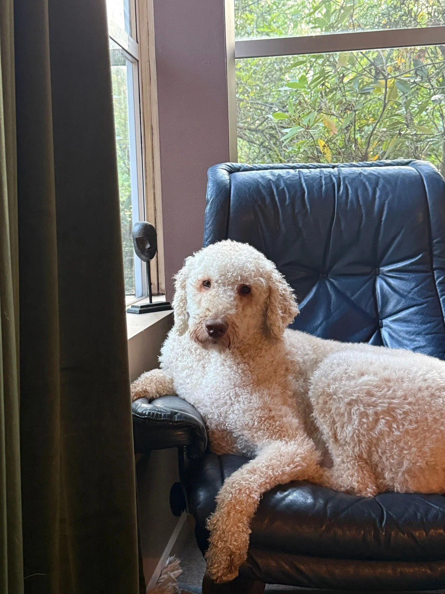 After a full day of working with trauma, Oliver would like everyone to know that he, too, has been emotionally available. 

Mostly in this chair. With one paw on the armrest. 🐾