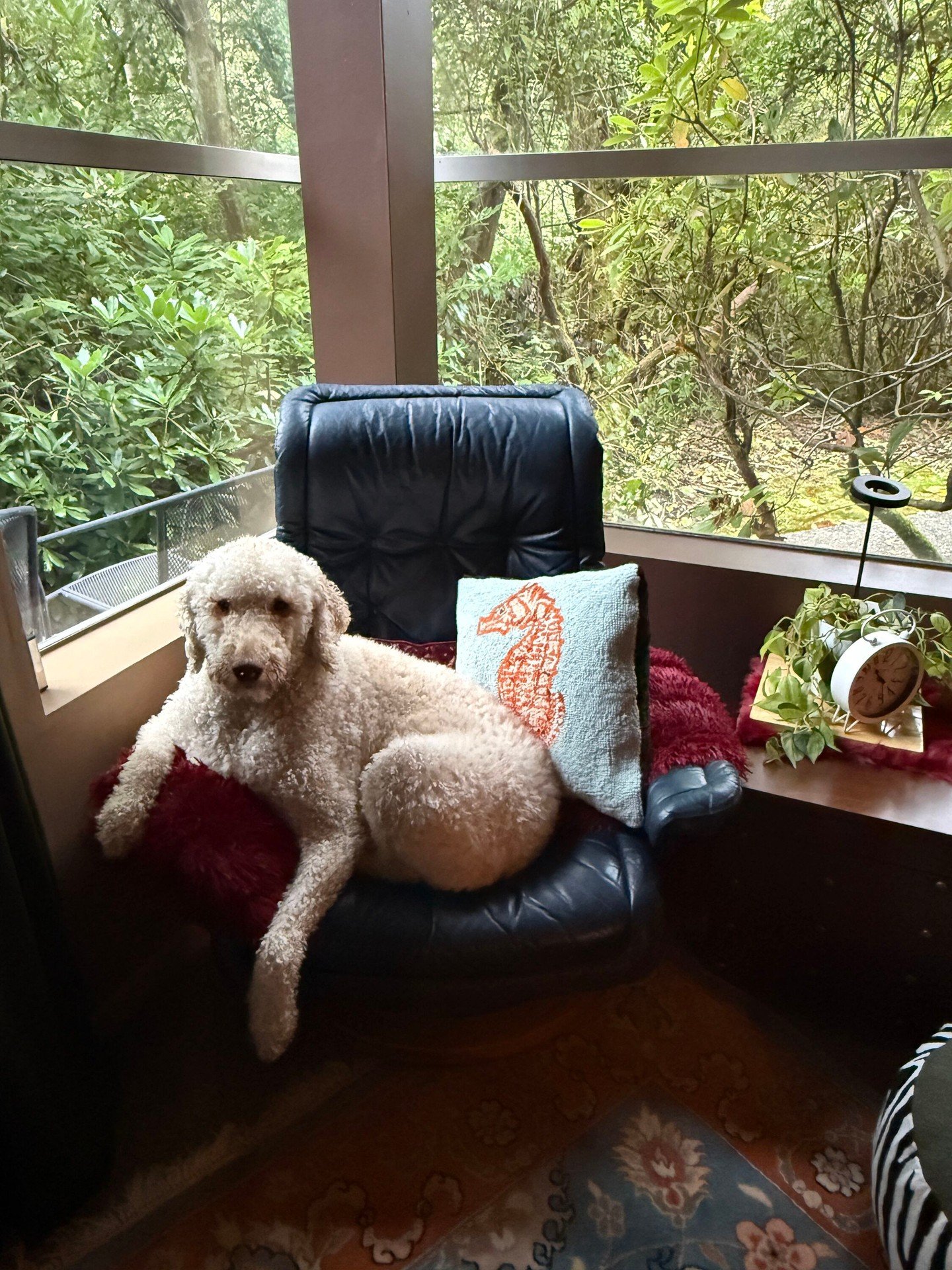 Oliver has tested the seating. Extensively. 🐾

Cozy spaces, green views, and room to take a breath&mdash;welcome to Northwest Mental Health Alliance.

Paulina is accepting new clients with Premera, Aetna, and LifeWise insurance!! 

📍 Mill Creek or 
