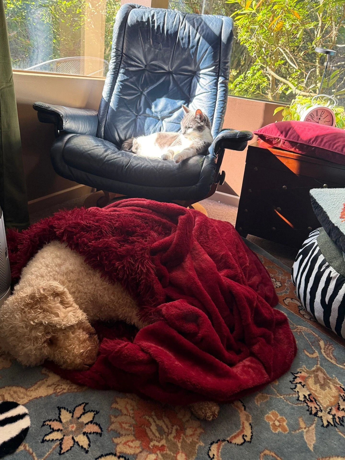 Our four-legged team members take self-care very seriously.

Oliver believes in cozy blankets, comfortable naps, and absolutely no unnecessary responsibilities.

Meanwhile, our feline staff believes in sunshine, personal space, and occasionally judgi