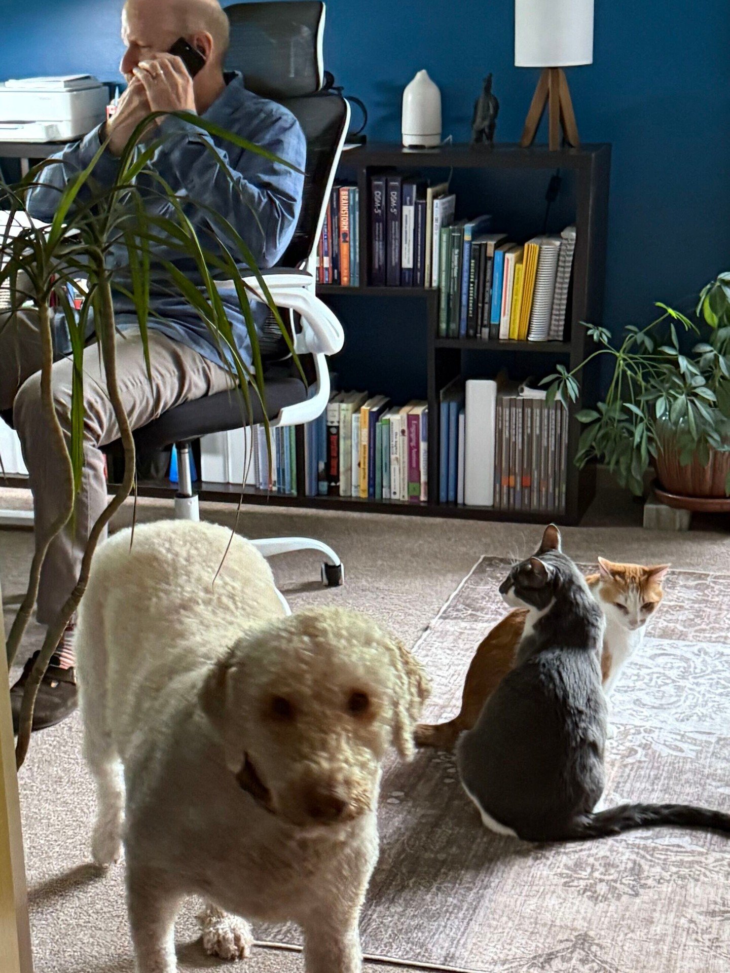 A little behind-the-scenes look at NWMHA. 🐾

We have therapists, interns, supervisors, and a very dedicated administrative team.

Unfortunately, the administrative team has four legs, sheds on the furniture, and contributes absolutely nothing toward