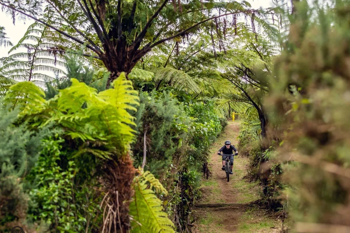 belmont-regional-park_another-BAMBA-trail.jpg