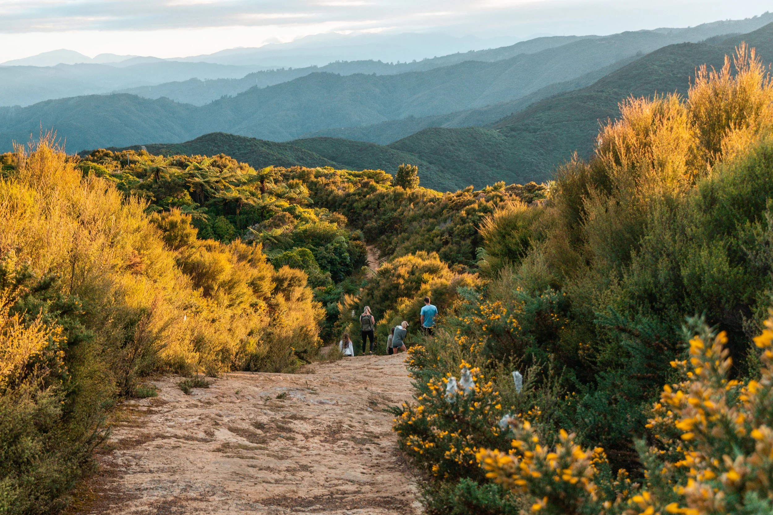 Several people walk along a trail in Te Whiti Riser, surrounded by lush native plants and distant hills