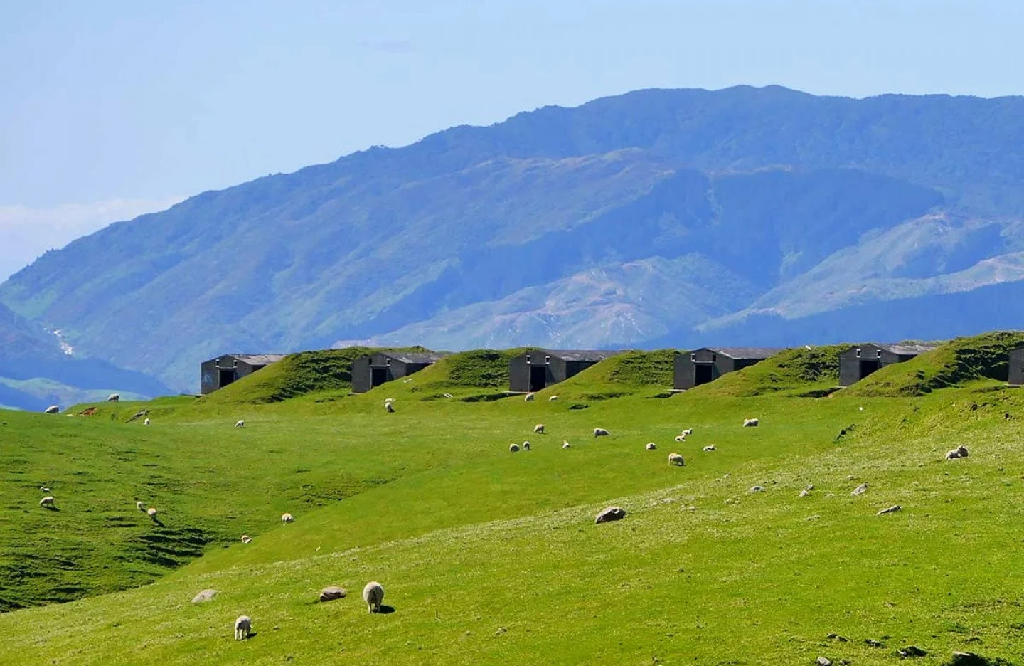 Belmont Regional Park's green rolling hills with grazing sheep, and mountainous terrain in the background under a clear sky.