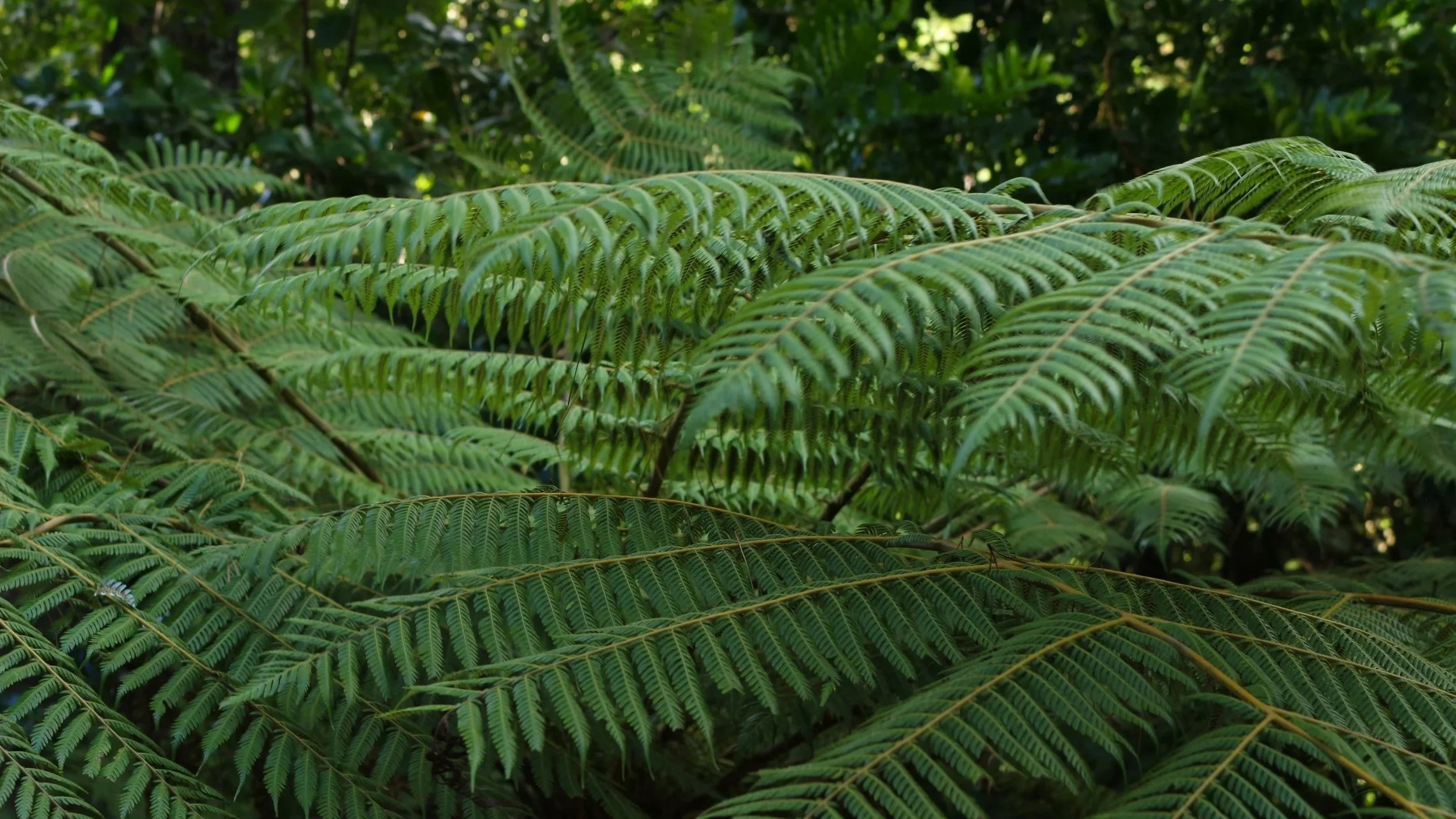 A close-up image of the native ferns located in Percy Scenic Reserve, near Petone in Wellington