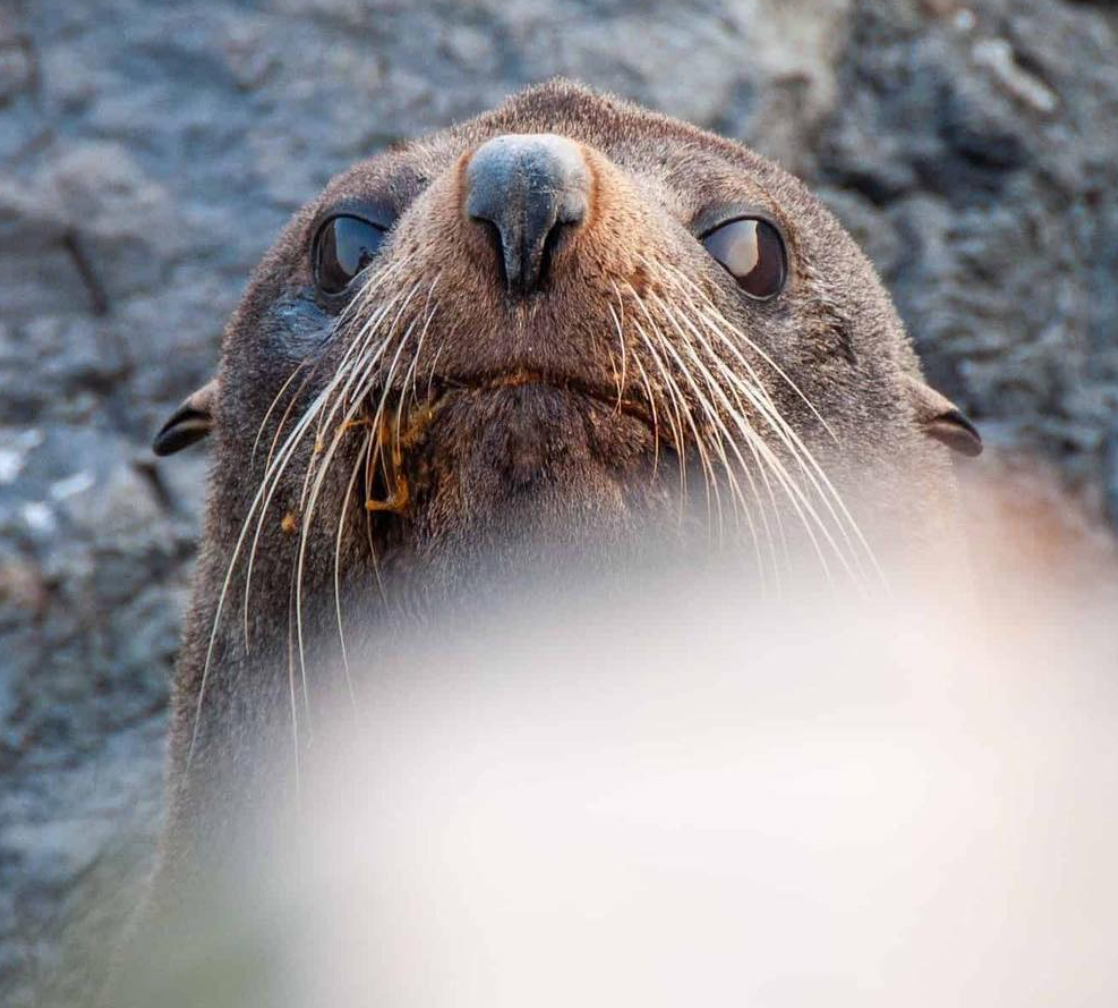 A close-up image of a seal who hangs out near the Baring Head Lighthouse on the Wainuiomata Coast