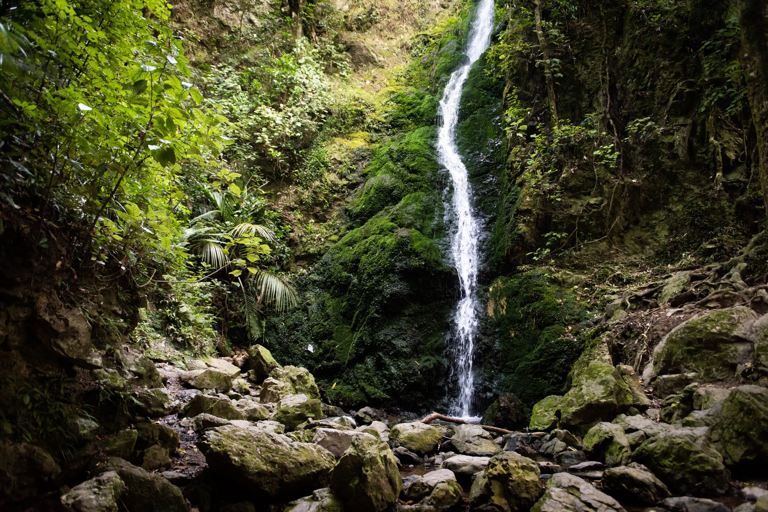 The Percy Scenic Reserve waterfall is surrounded by lush native plants, located in Lower Hutt near Petone