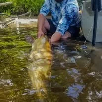 Catch and release guided Musky trip in St. Germain Wisconsin.