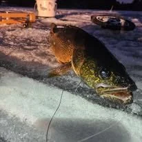 guided ice fishing trip in northern Wisconsin catching Walleye with Heindls Fishtails guide service on Lake Tomahawk in Febuary 2026.