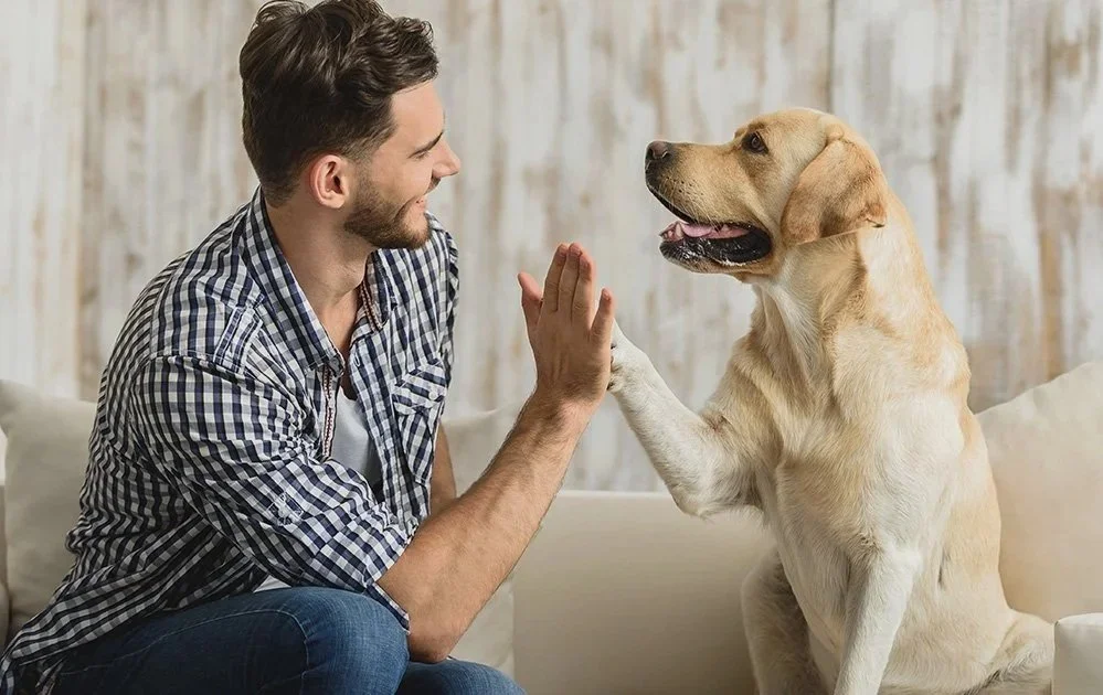 golden+Ret+Hi+Five.jpg