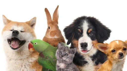 Pet Sitting