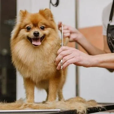 Grooming Taxi