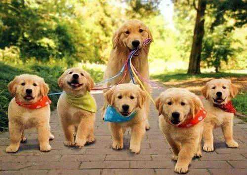 Walking Service