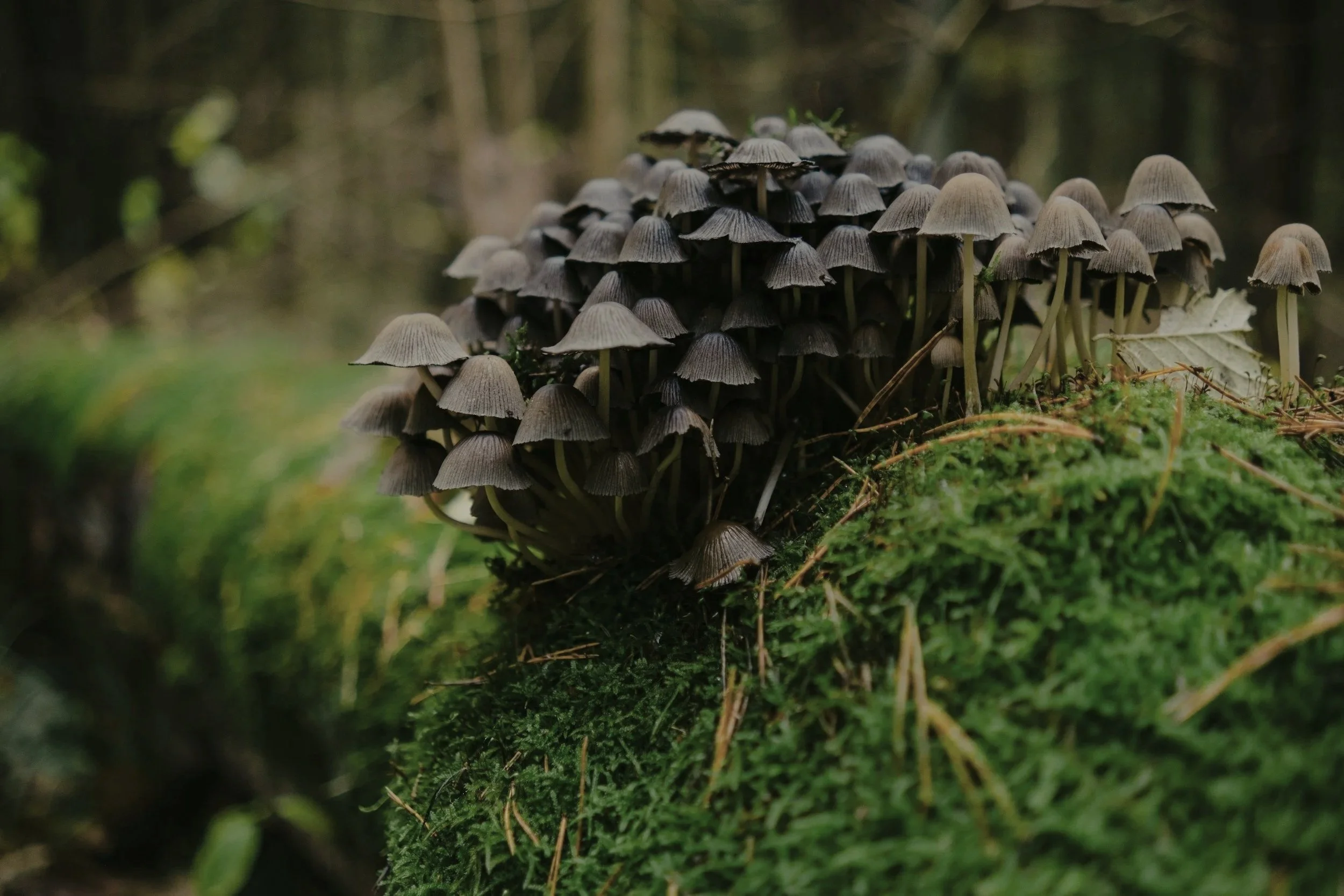 Cluster of small gray mushrooms growing on a mossy log in a forest