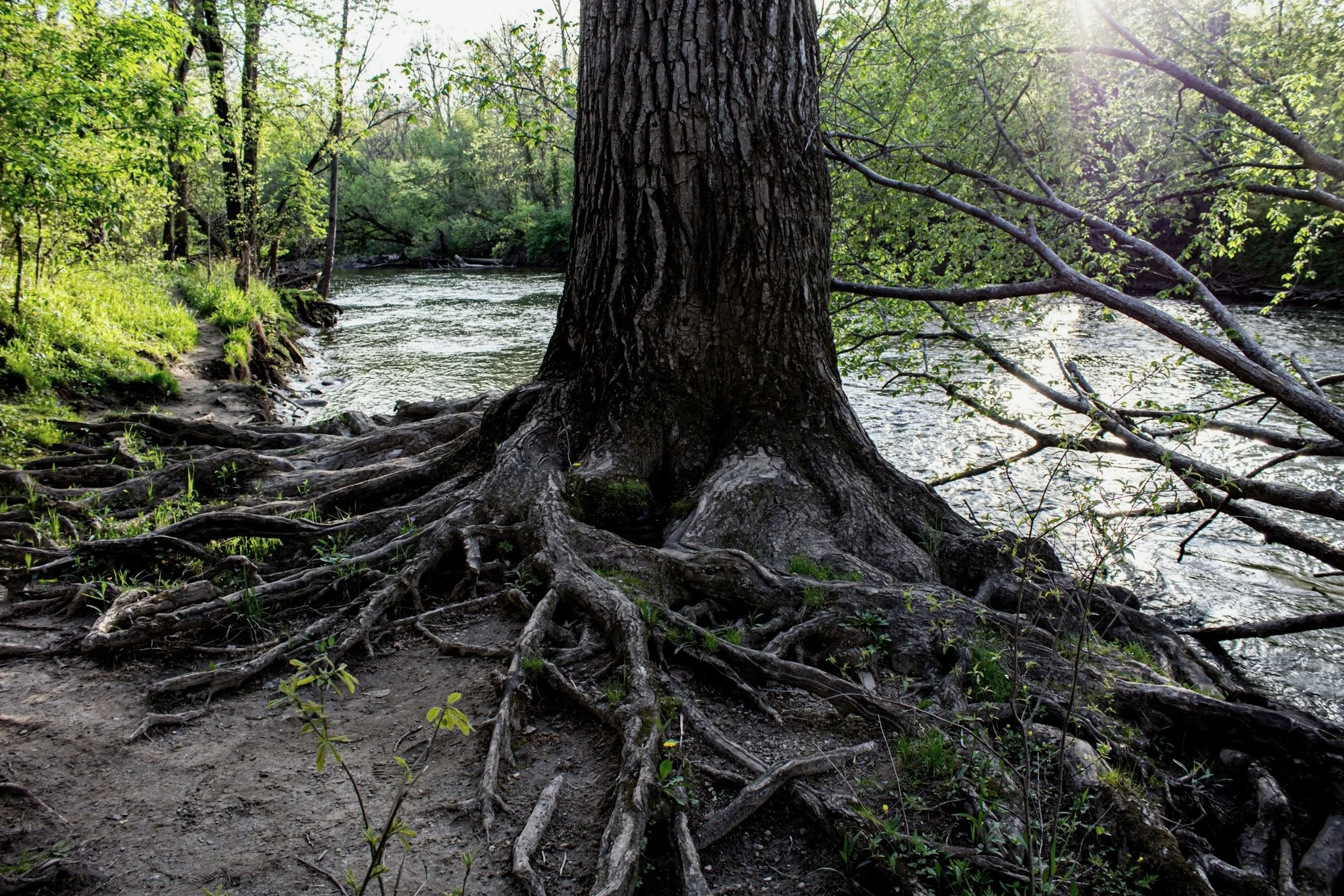 A large tree with exposed roots by a flowing river in a lush green forest, sunlight filtering through the leaves.