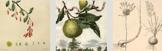Three vintage botanical prints of plants and fruits.