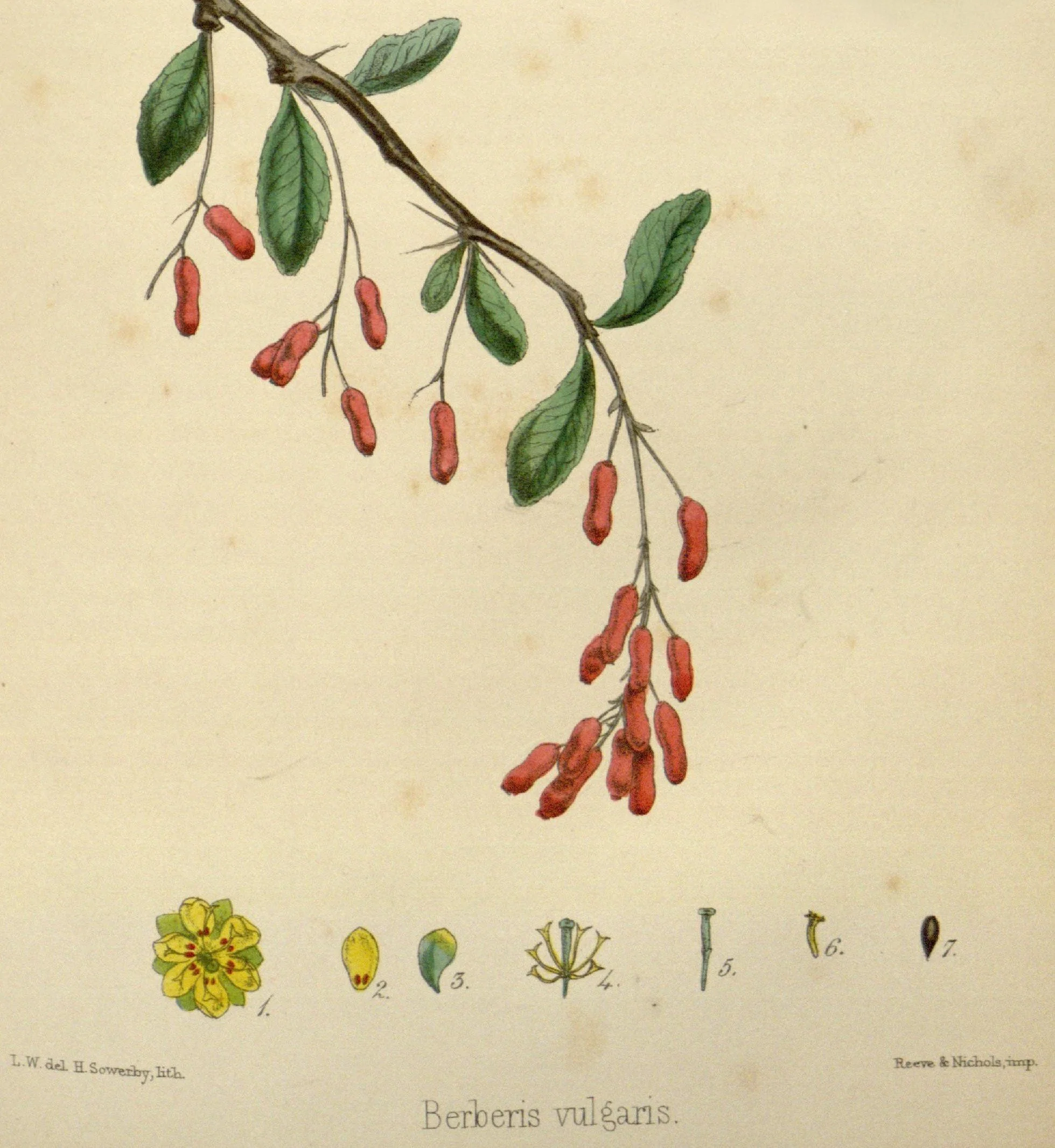 Detailed botanical illustration of Berberis vulgaris, showing a branch with green leaves and red berries, along with numbered botanical parts and descriptions at the bottom.