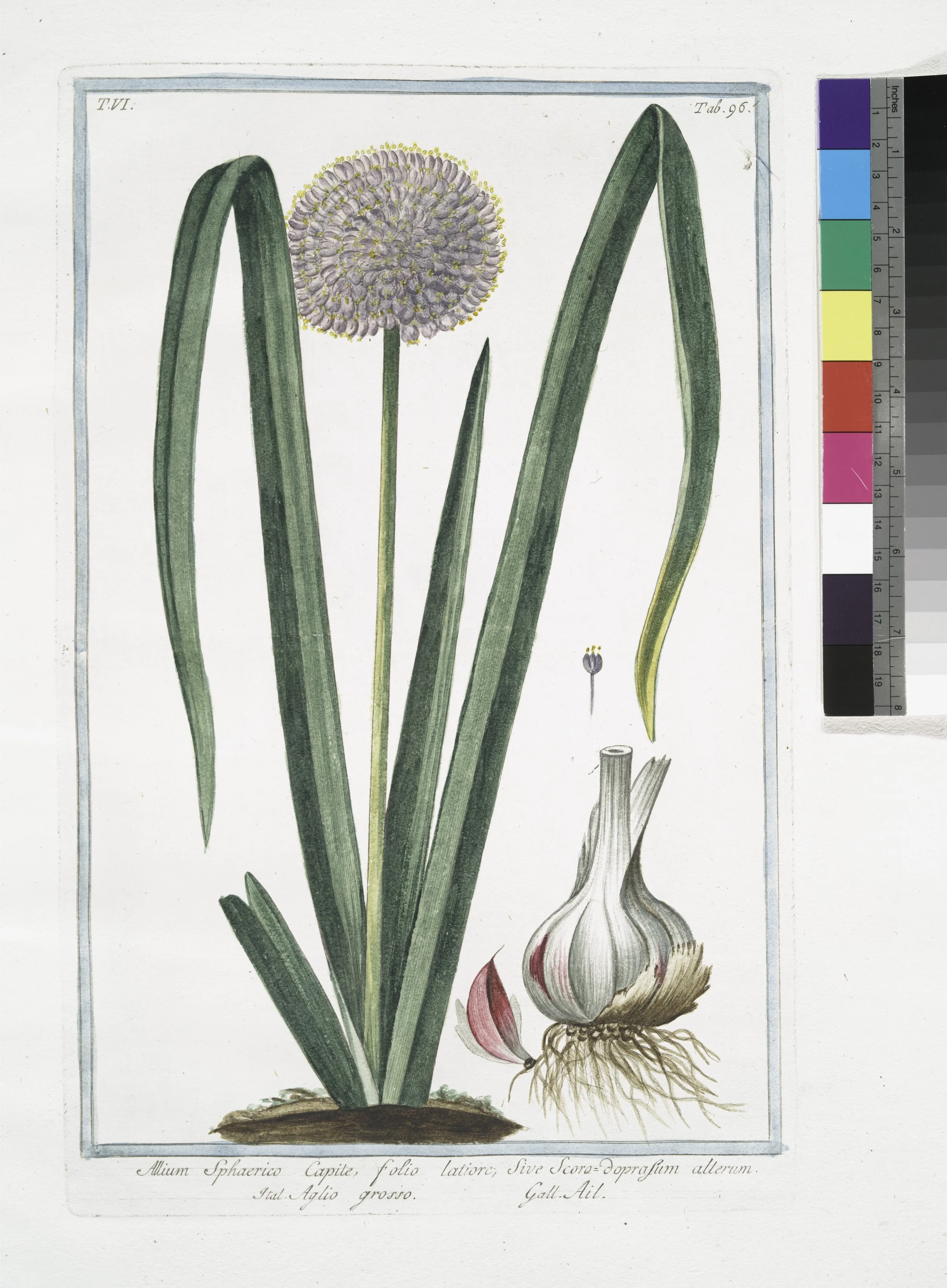 A botanical illustration of a garlic plant, showing the bulb with roots, green leaves, and a flowering stalk. There is handwritten Latin text beneath the illustration.