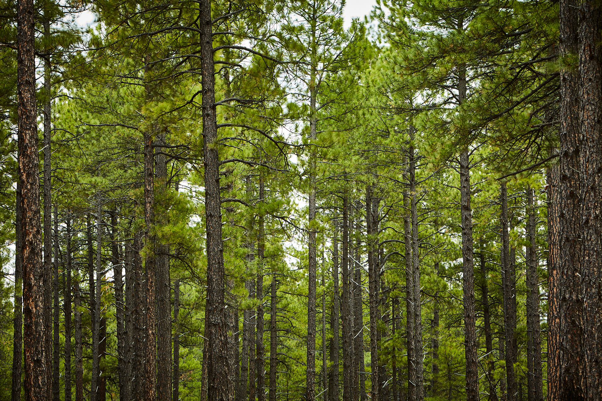 pirooz-forest-angeles.png