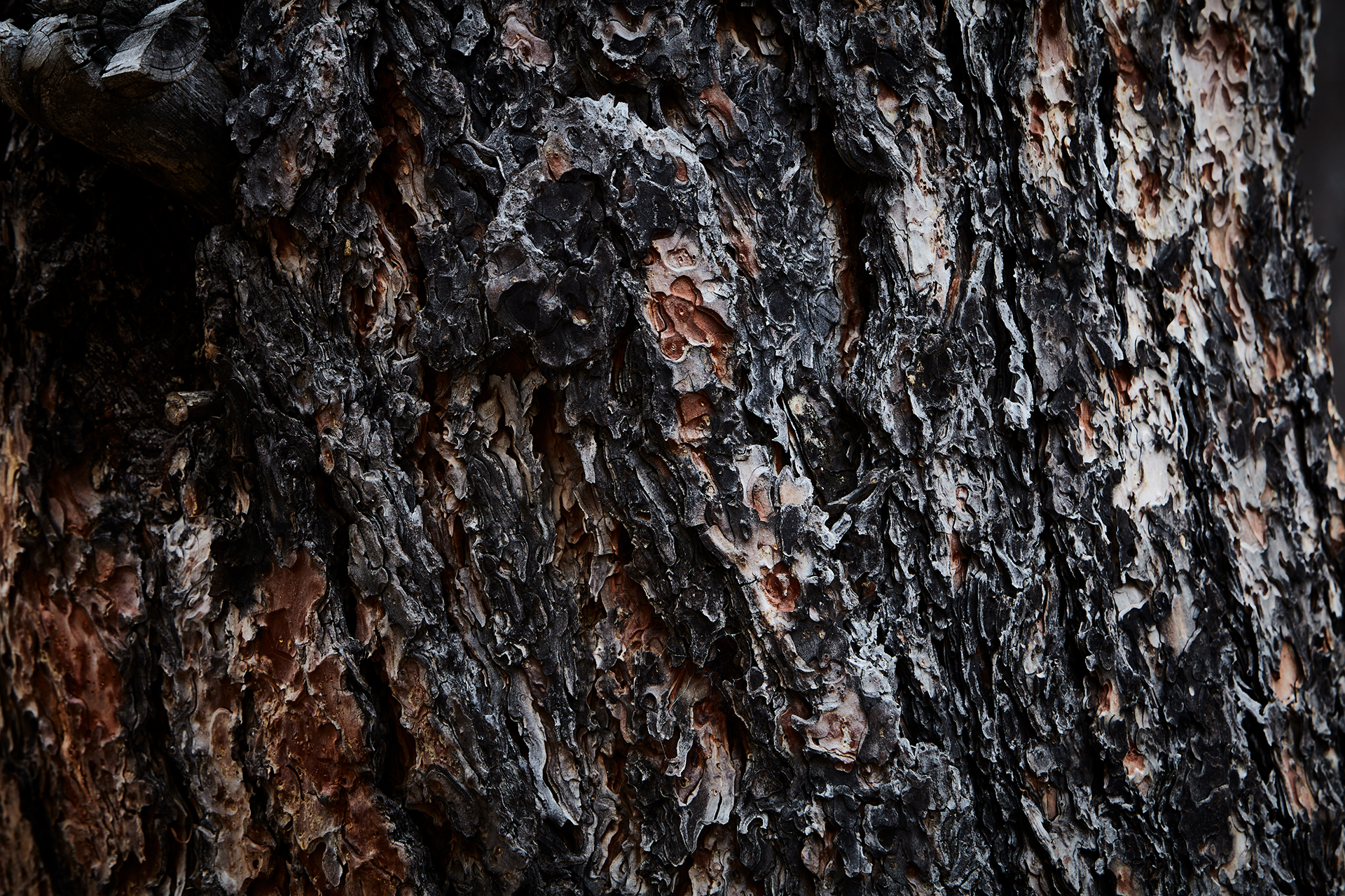 pirooz-layers-angeles-forest.png