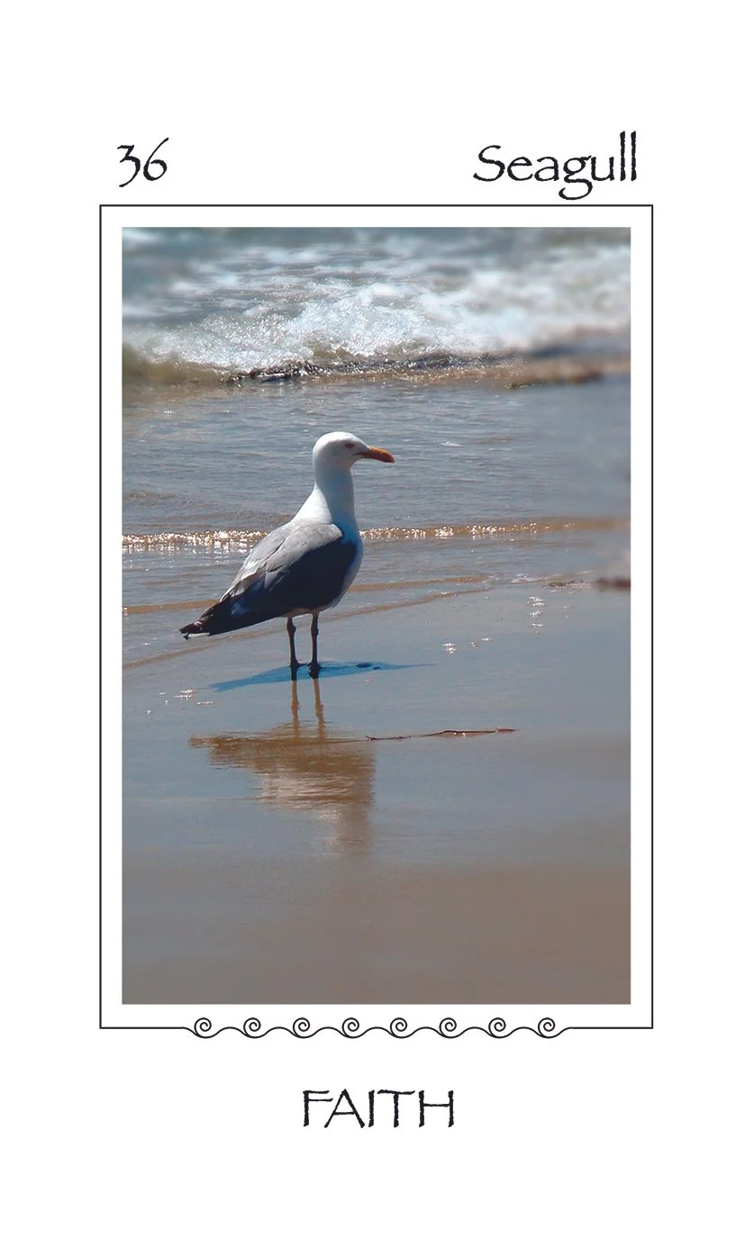 An image of a herring gull from The Ocean Oracle by Susan Marte with FAITH written as meaning