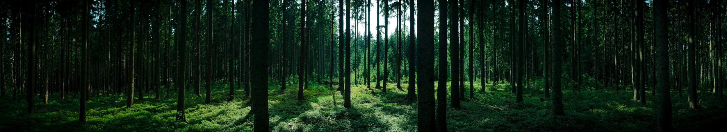 Dense green forest with tall trees and sunlight filtering through the canopy.