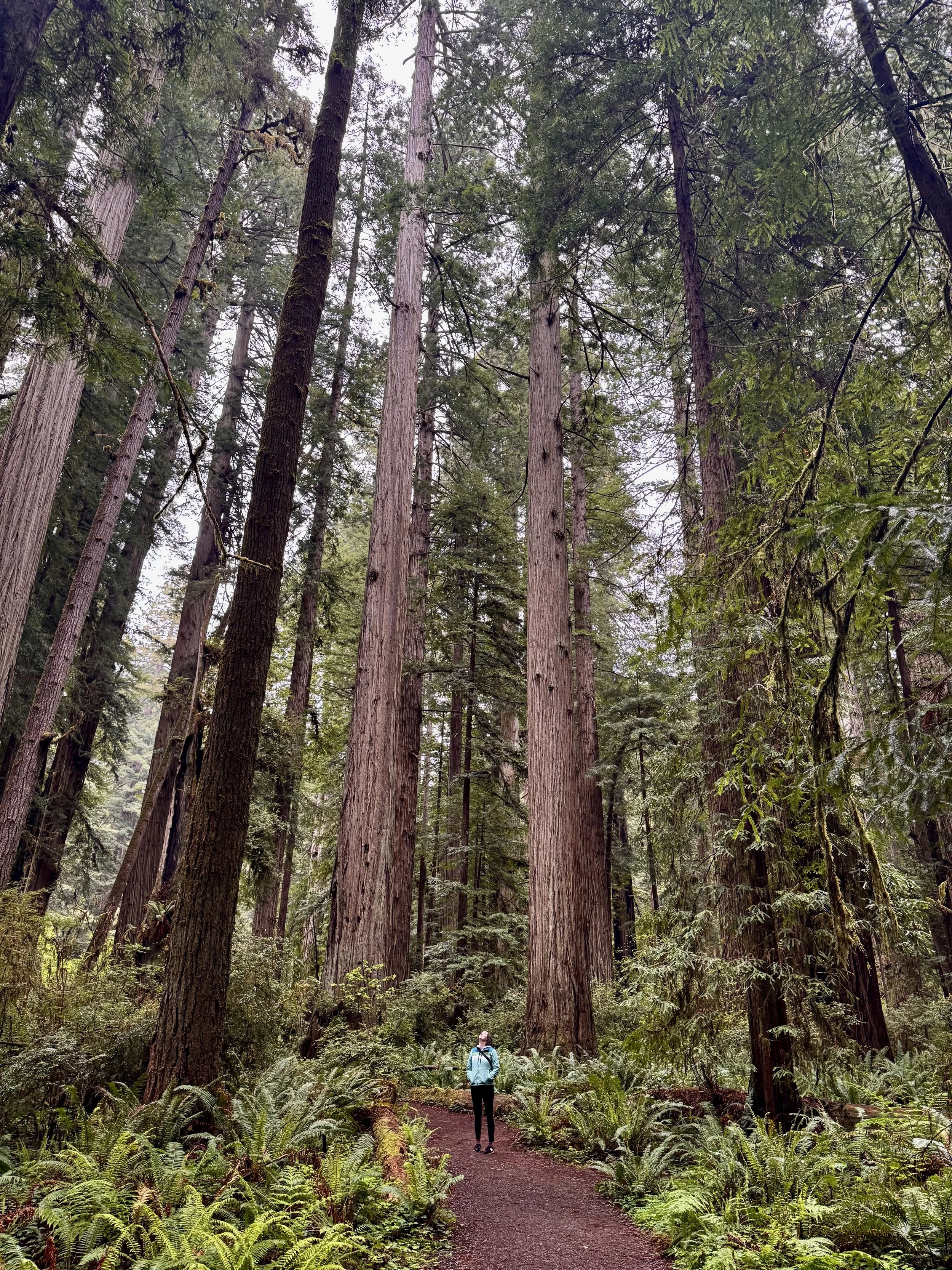 A person walking on a dirt trail through a dense forest with tall redwood trees and lush green foliage.