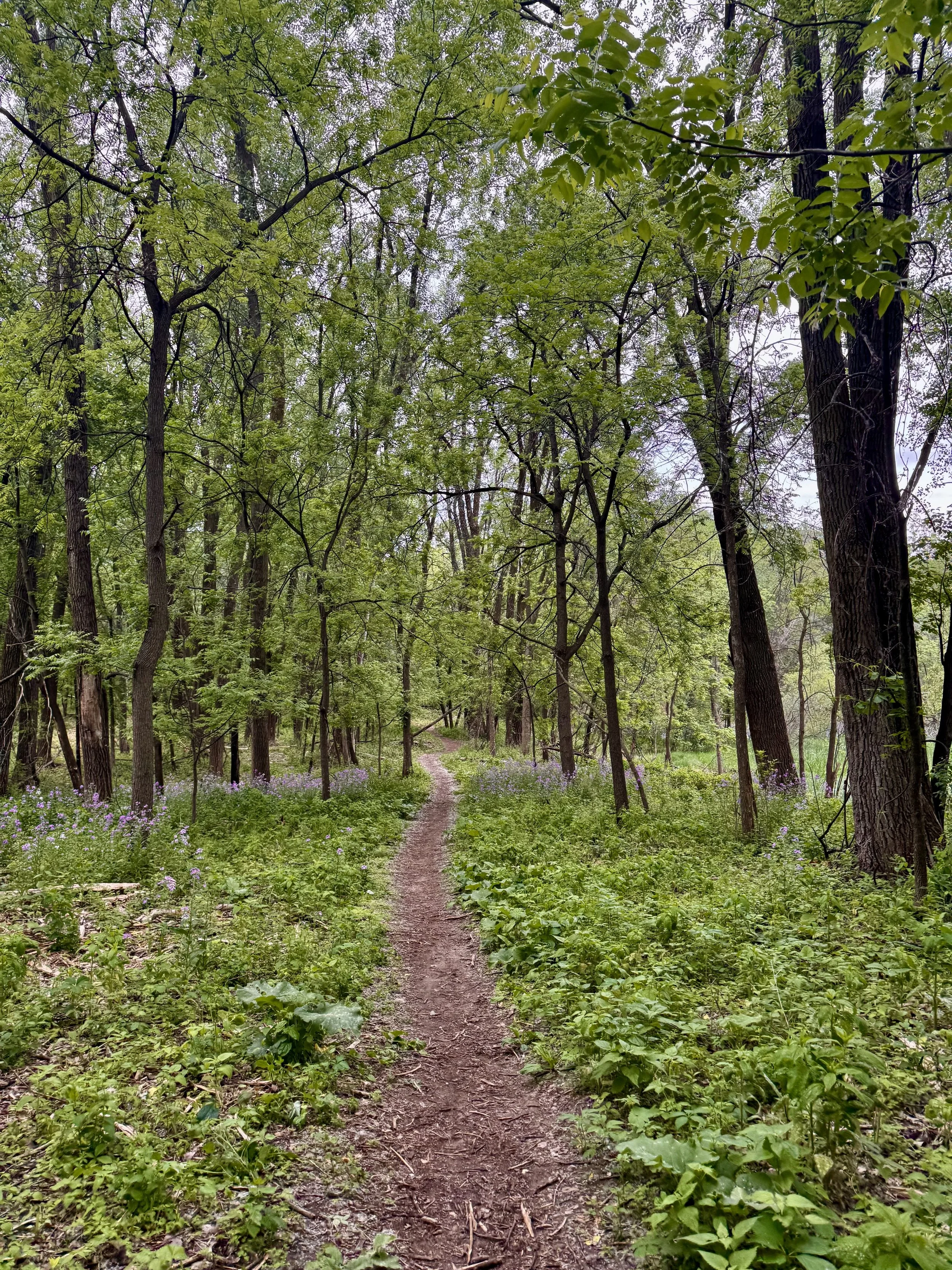 A dirt trail walking through a lush, green forest filled with tall trees and green foliage, with purple wildflowers growing along the sides of the path.