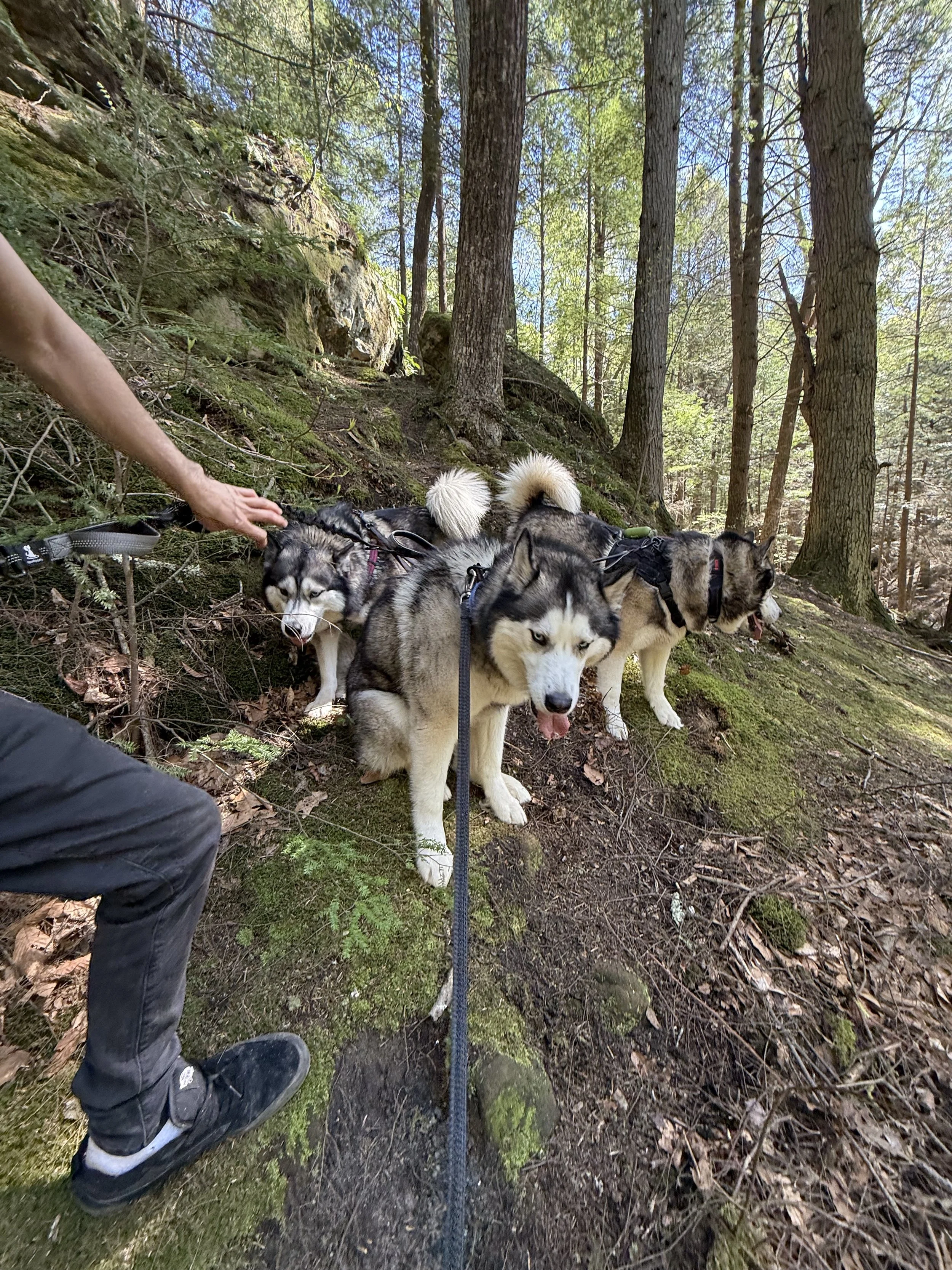 Three Siberian Huskies on a leash in a forest, standing on a mossy and leaf-covered trail surrounded by trees.