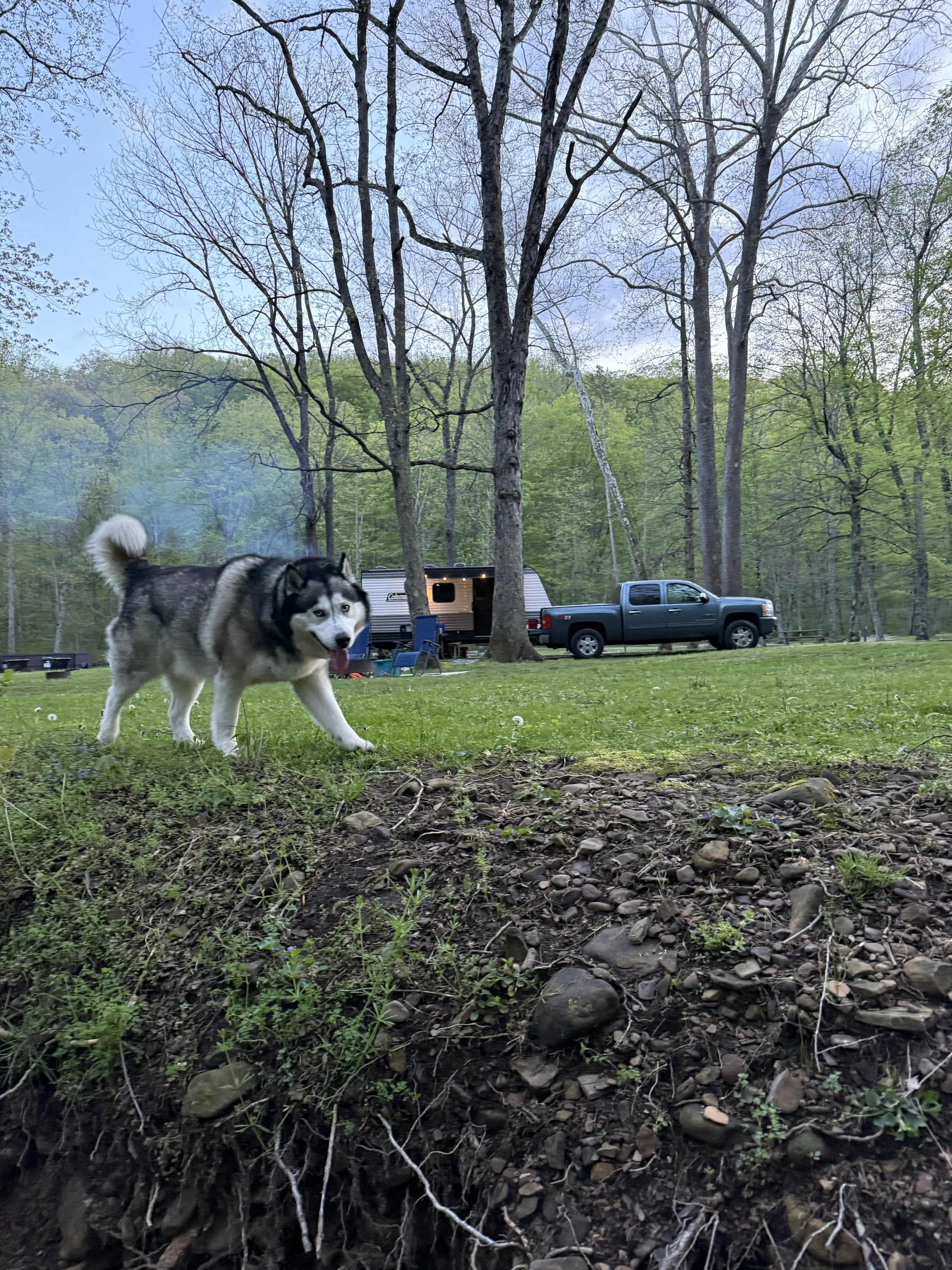 Siberian Husky dog on the grass at an outdoor campsite with trees, a parked truck, and a camper trailer in the background.