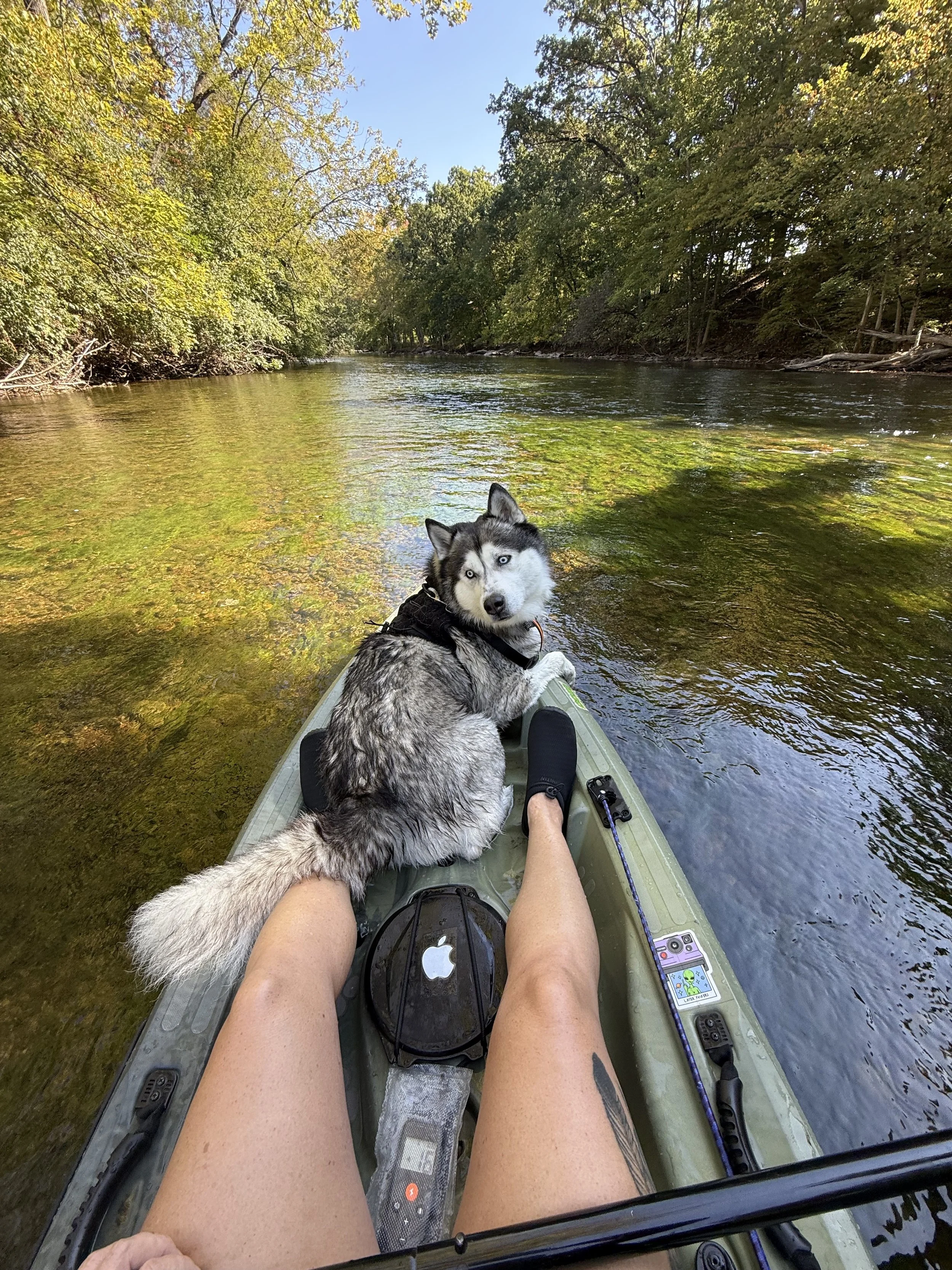 Person on a kayak with a husky dog, floating on a river surrounded by trees with green and yellow leaves.
