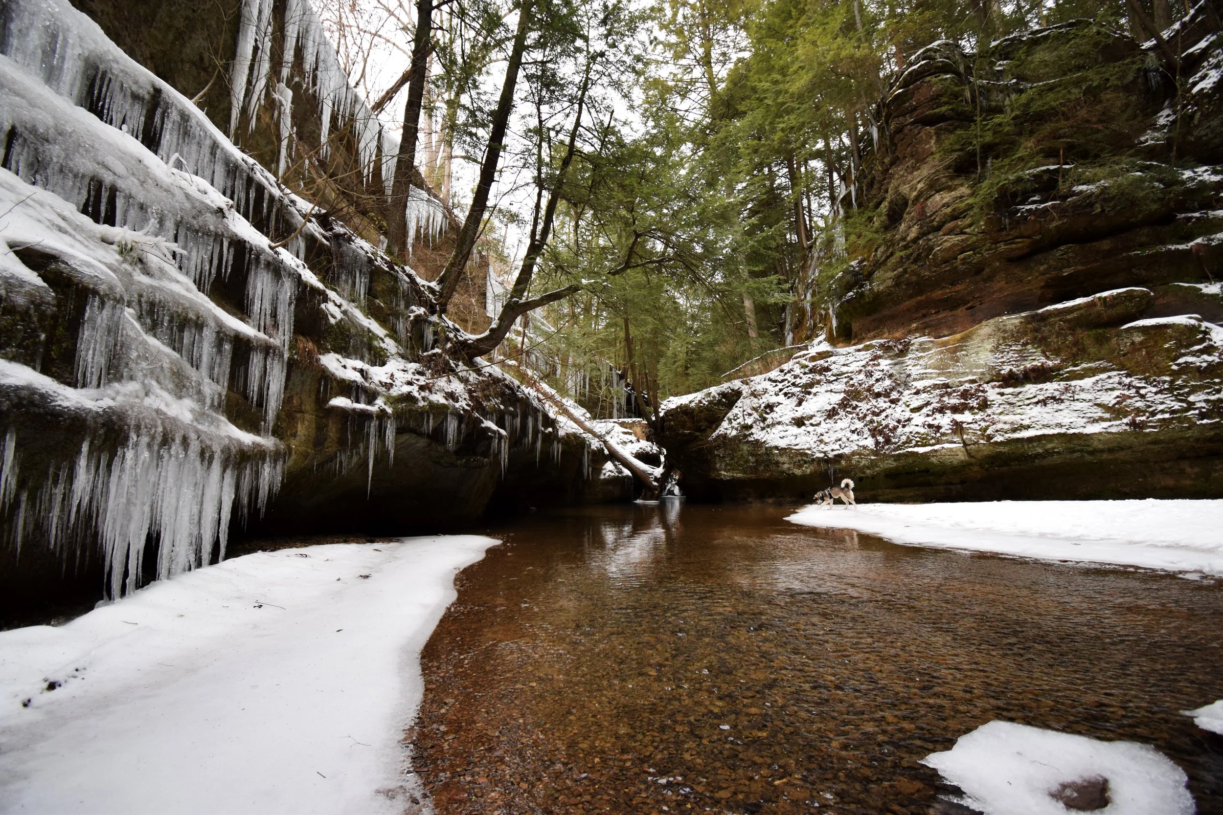 A winter landscape featuring a partially frozen river flowing through a forested canyon with snow and icicles on the rocks and trees, and a dog standing on the snow near the riverbank.