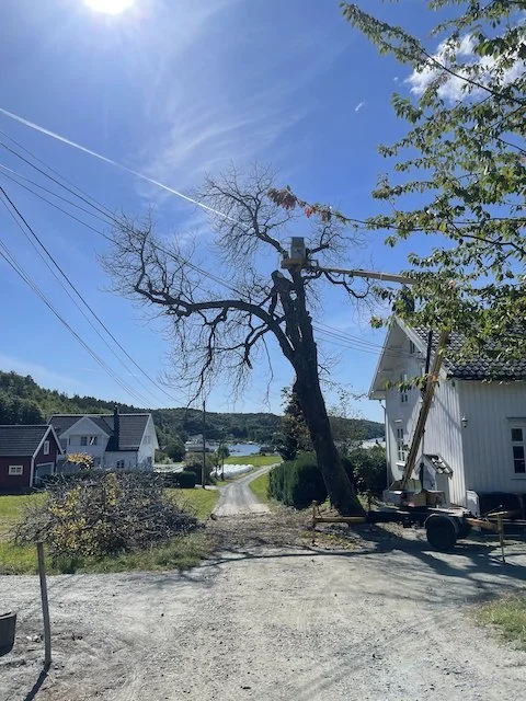 Et tre blir til emne